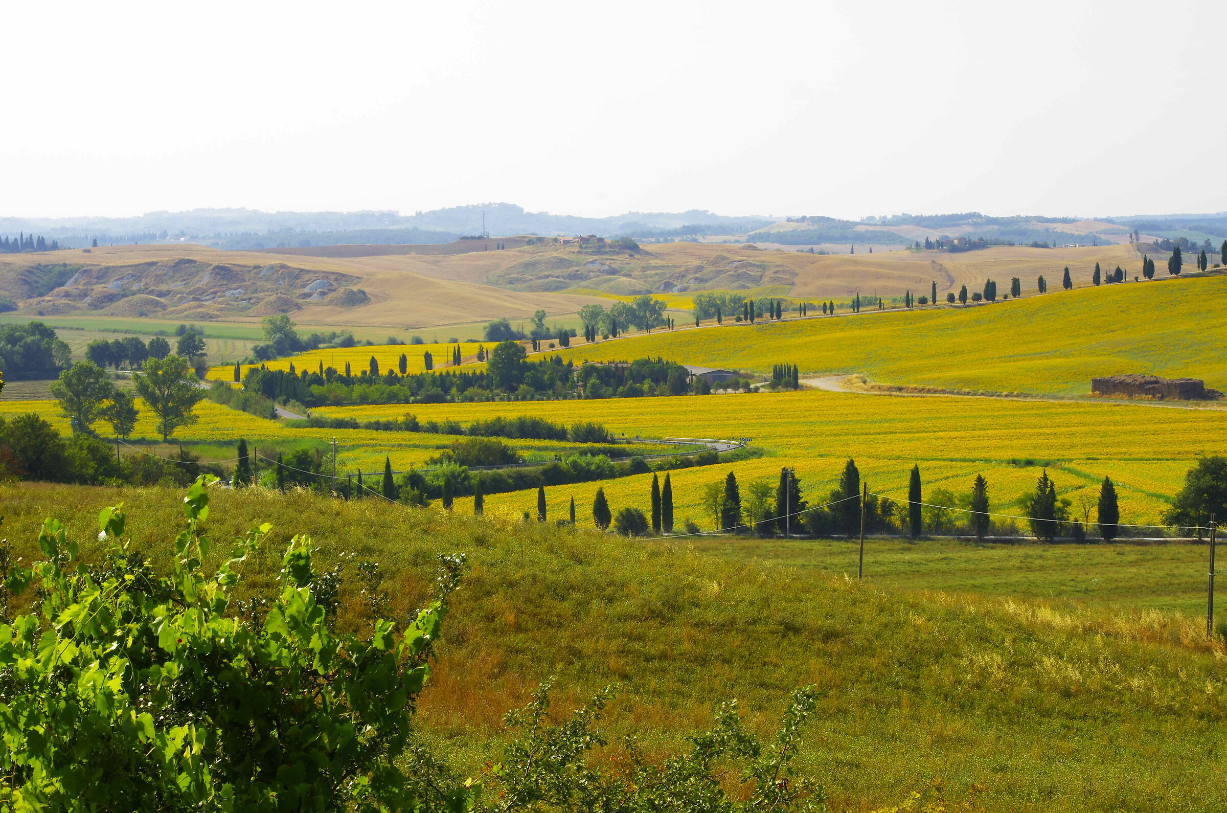 Le terre senesi