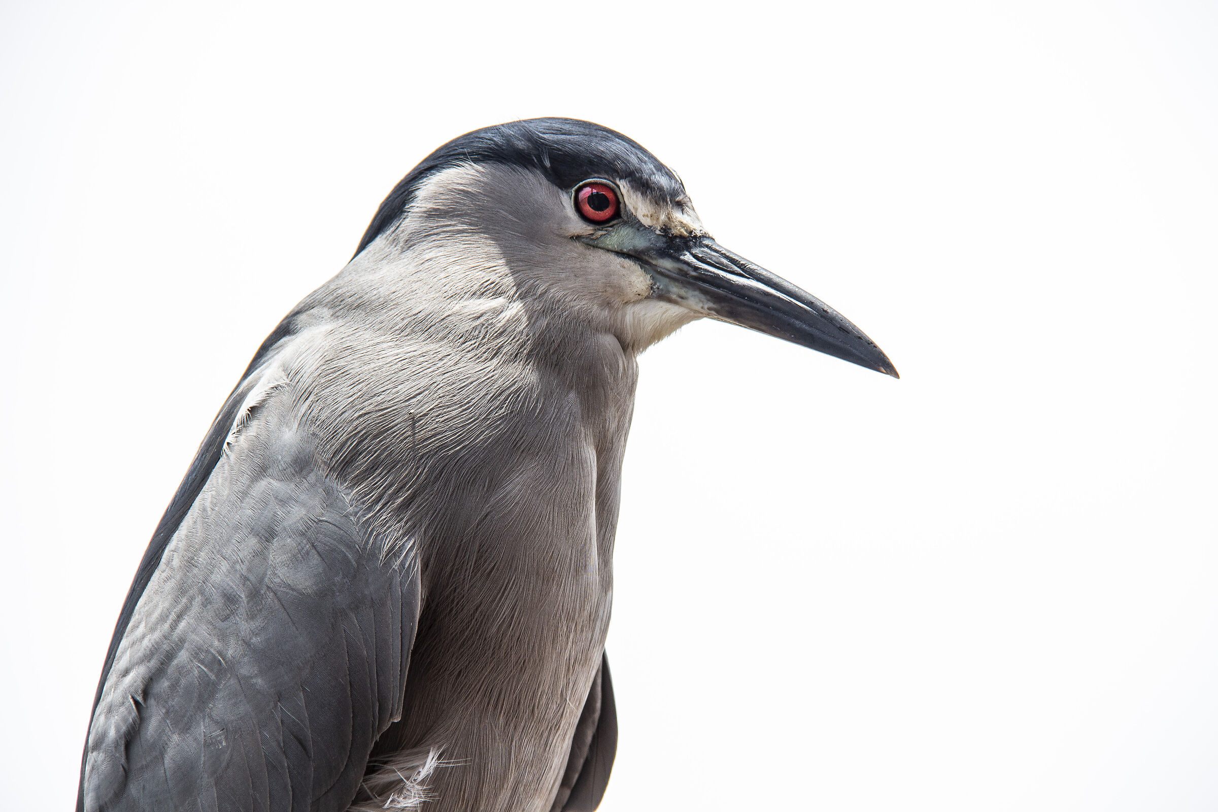 Night Heron