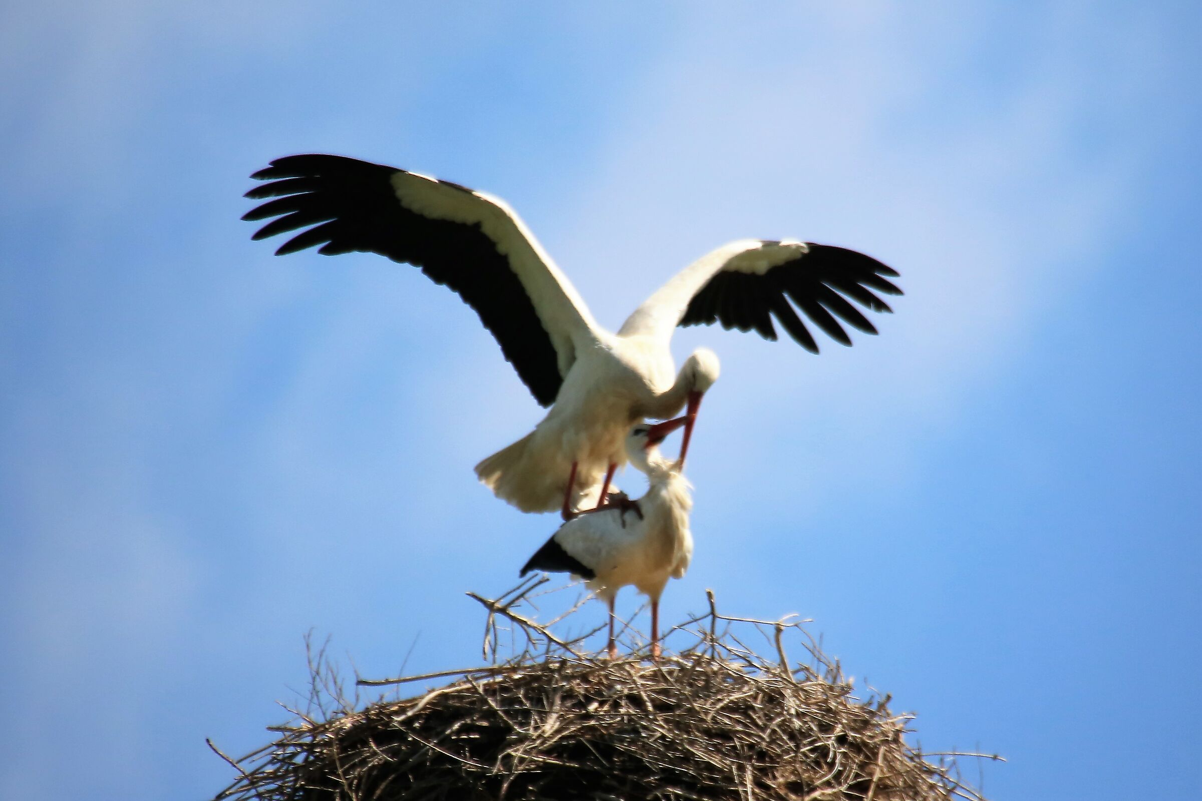 Storks in Love