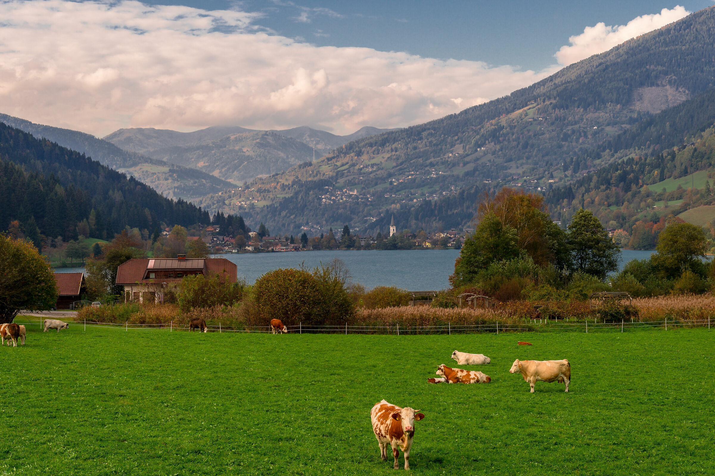 Muuuuuuuu!! (cartolina dall'Austria...)