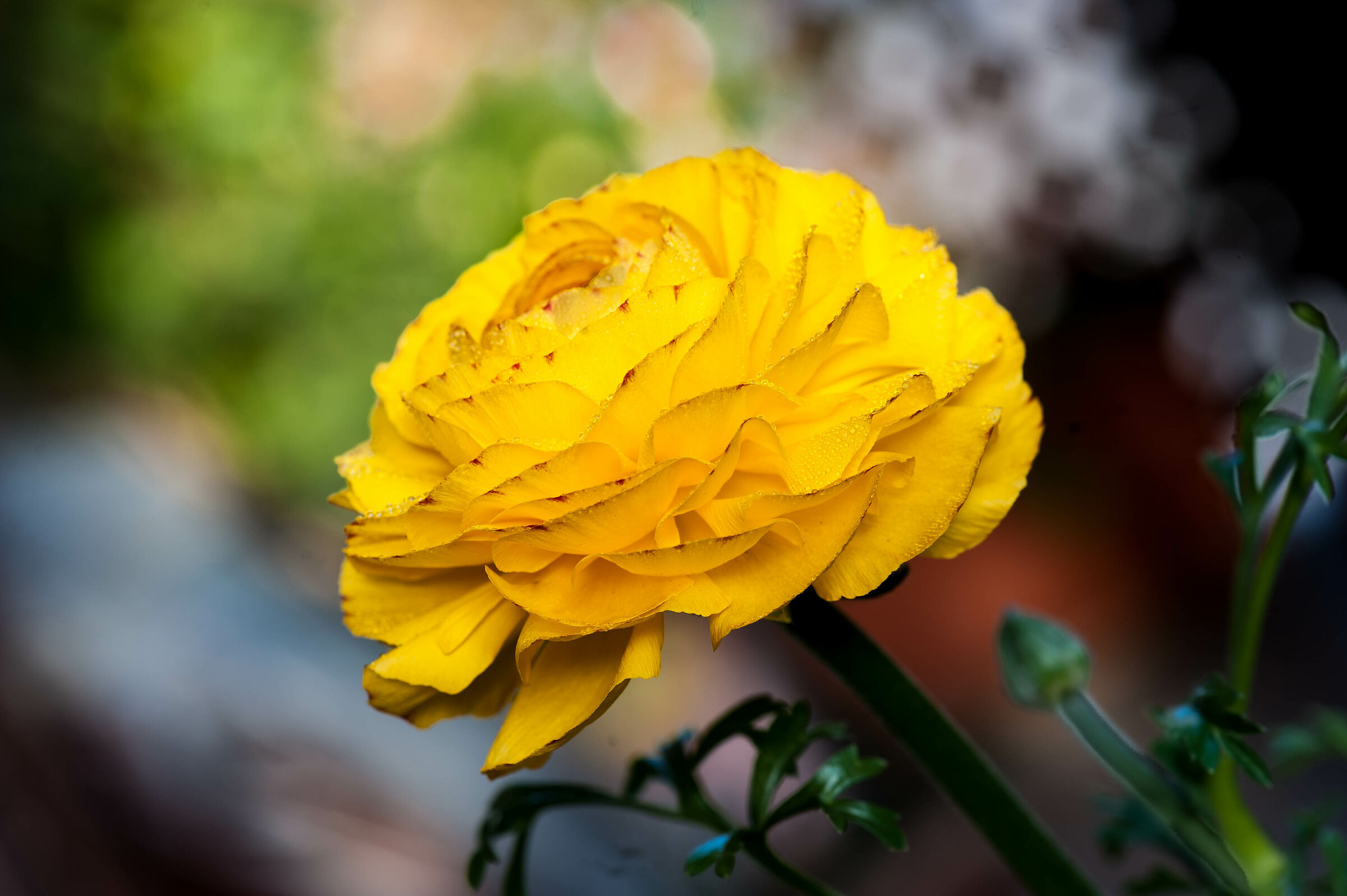 Un ranuncolo del mio giardino ...,