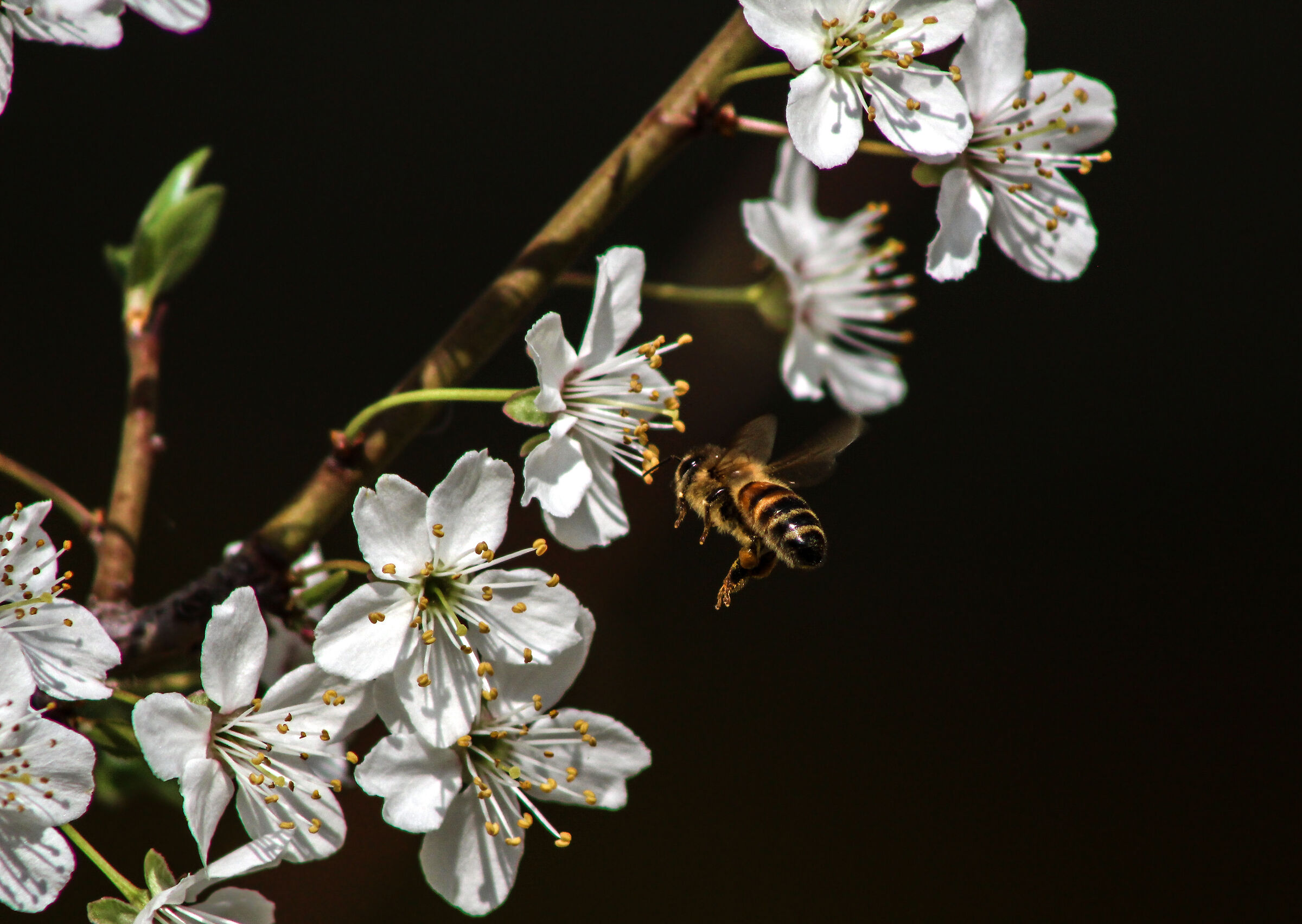 Flying towards the Spring