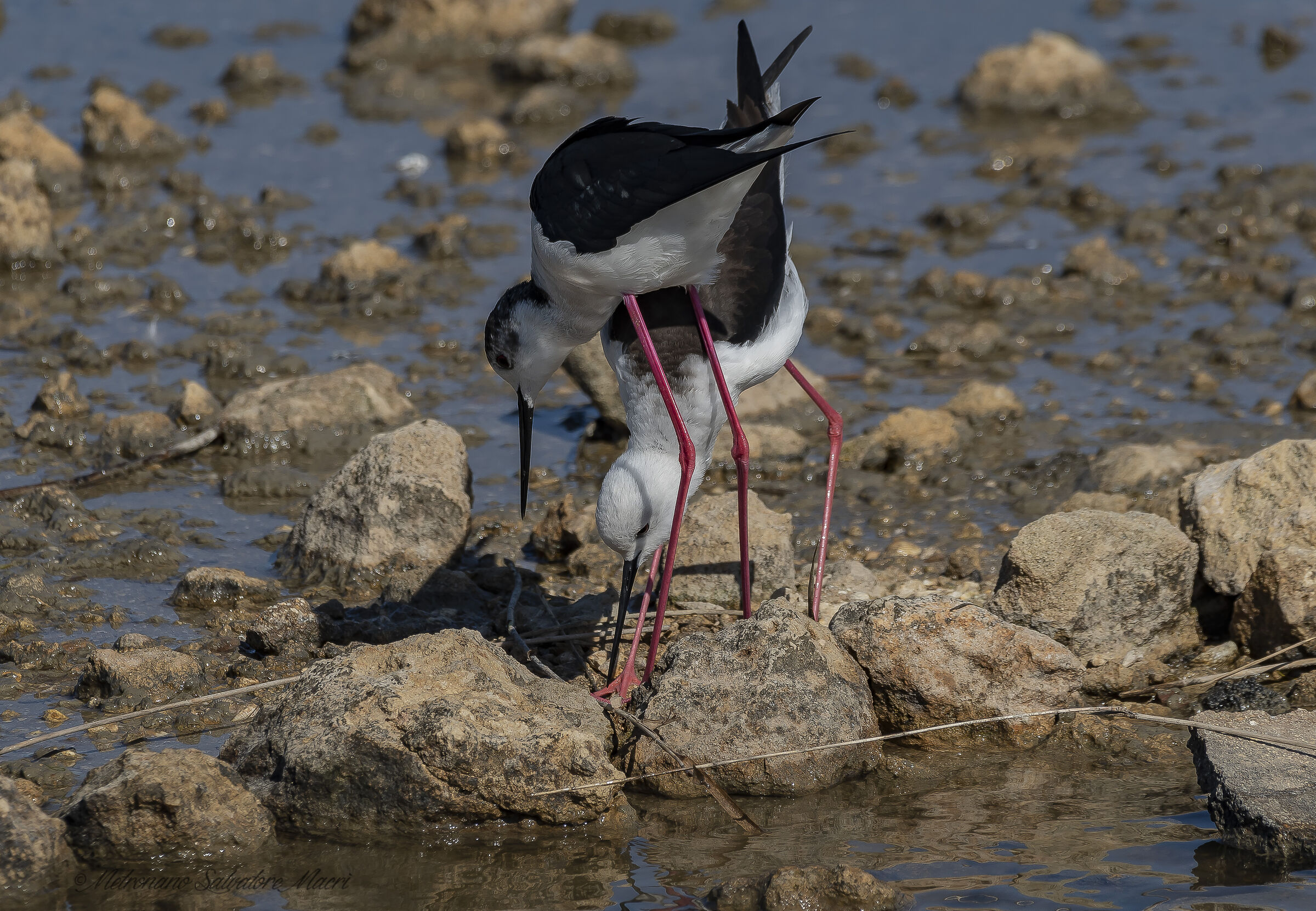 RnO Saline di Priolo- Cavalieri d' italia in fase di ni