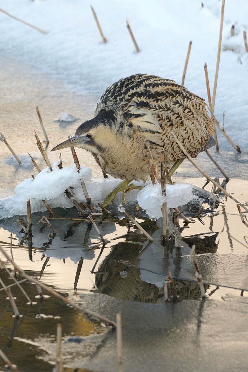 Tarabuso in cerca di una preda