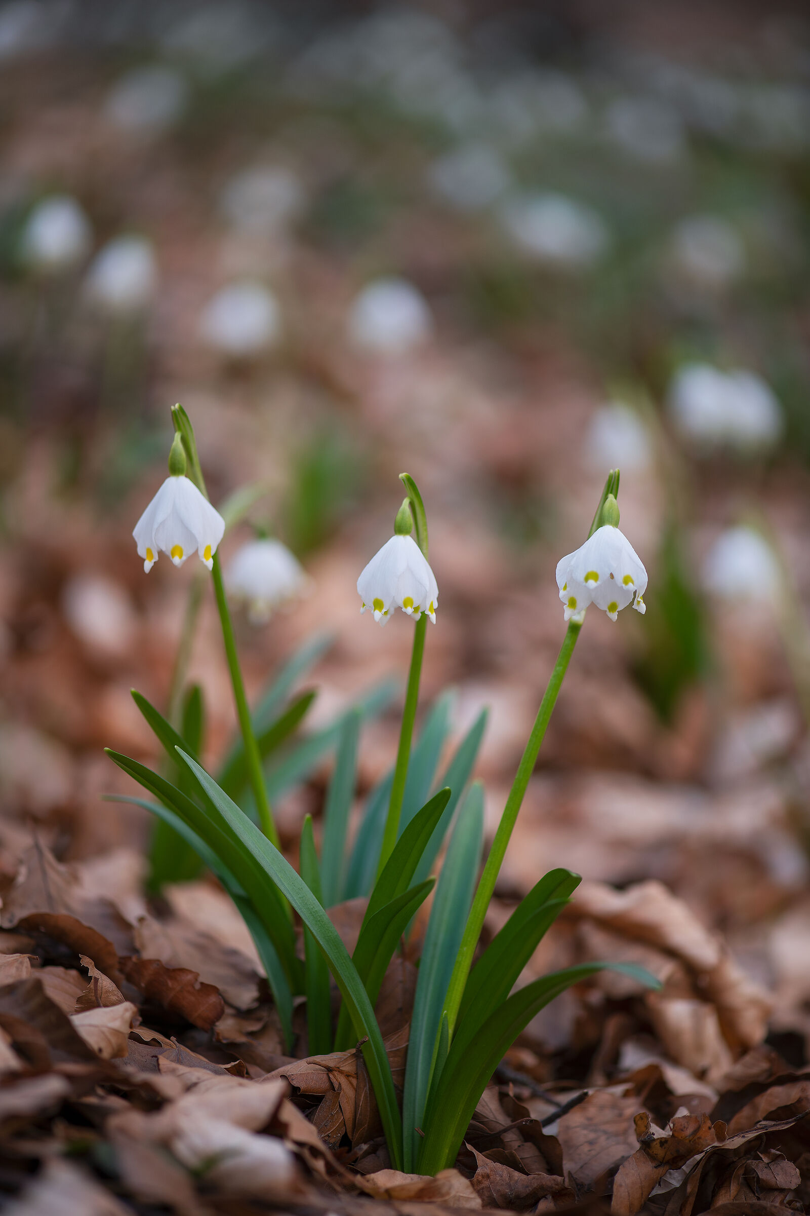 Leucojum vernum