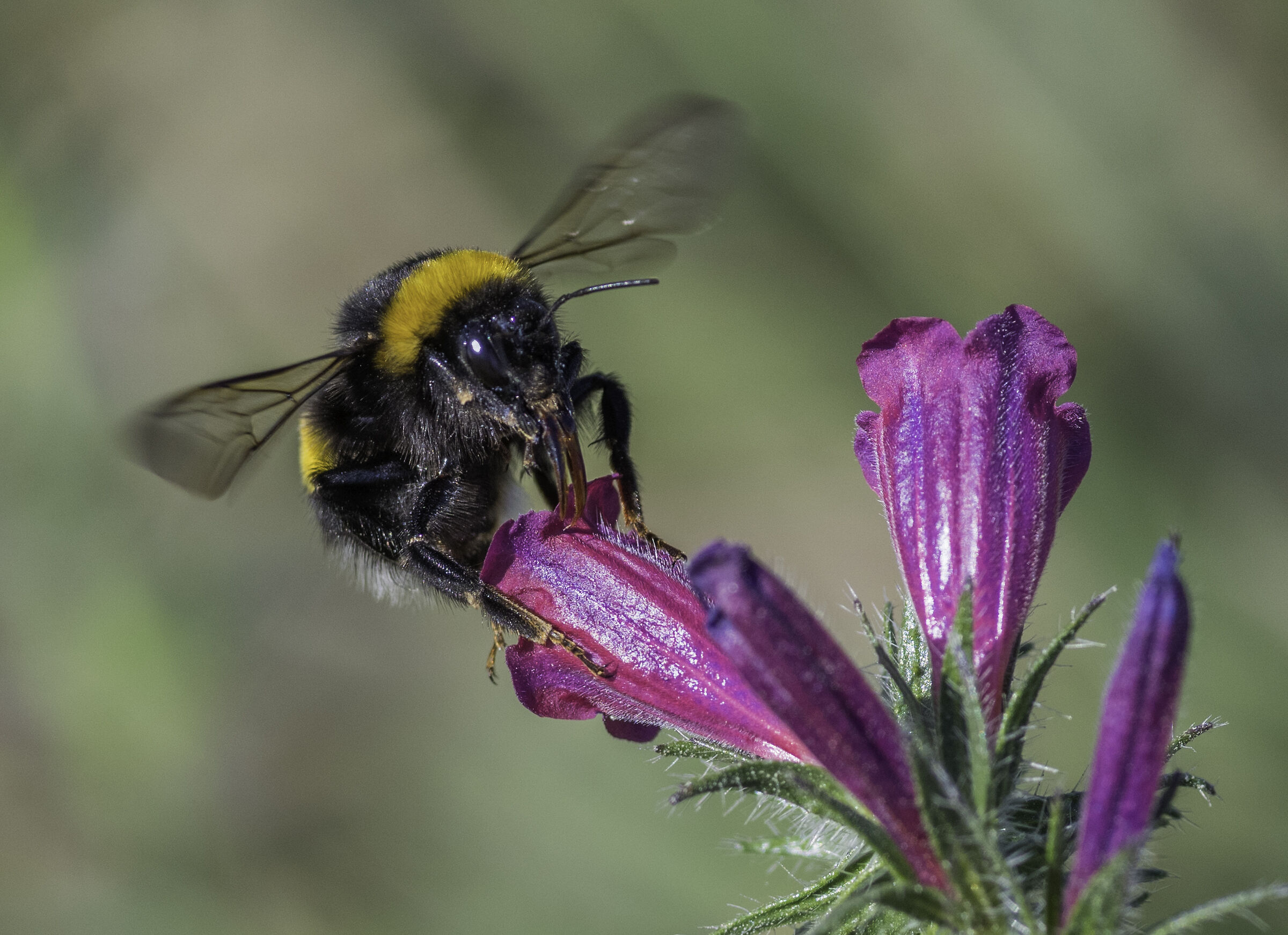 Spring view (Desembocadura del Guadalfeo - Andalucia)