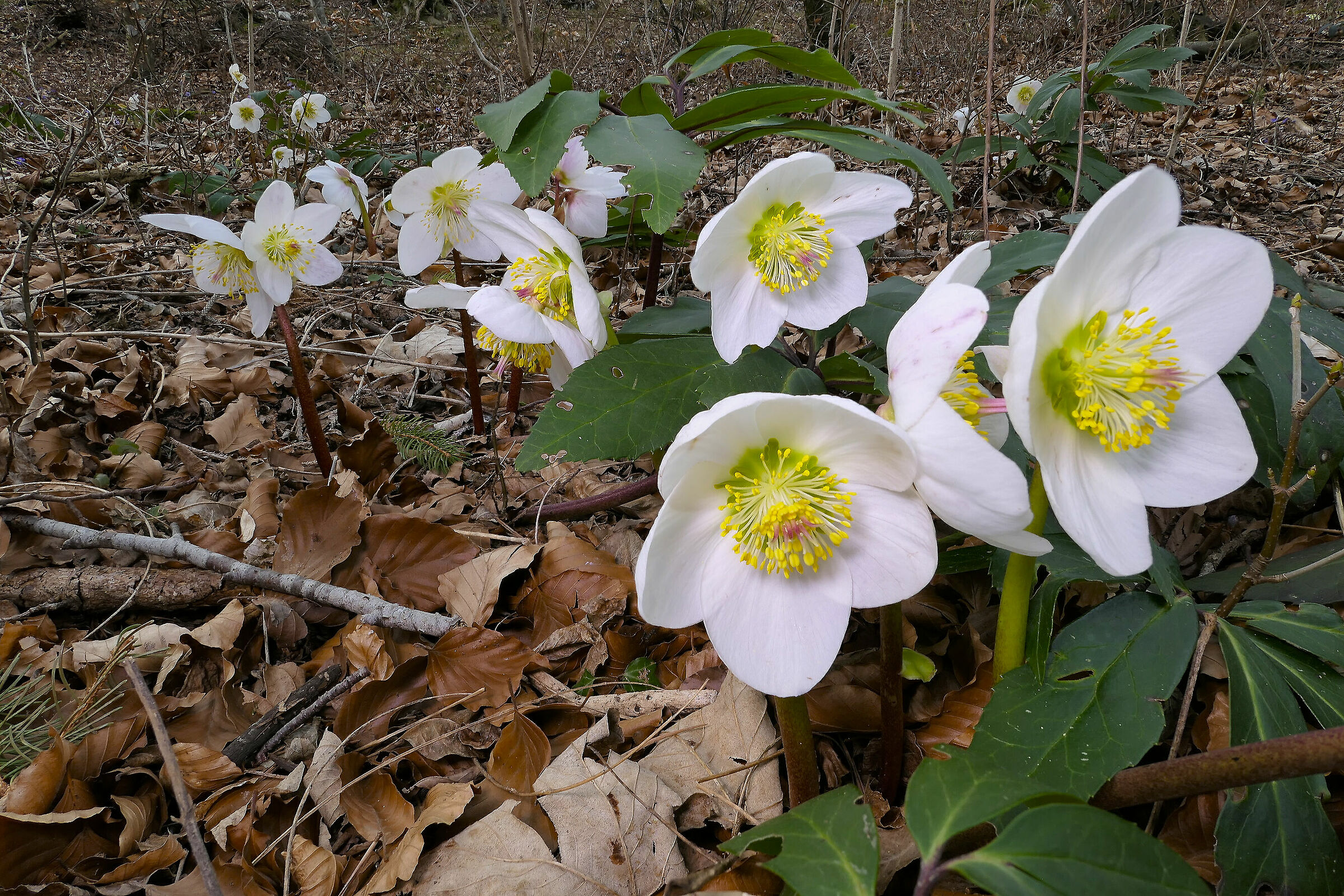 Hellebore
