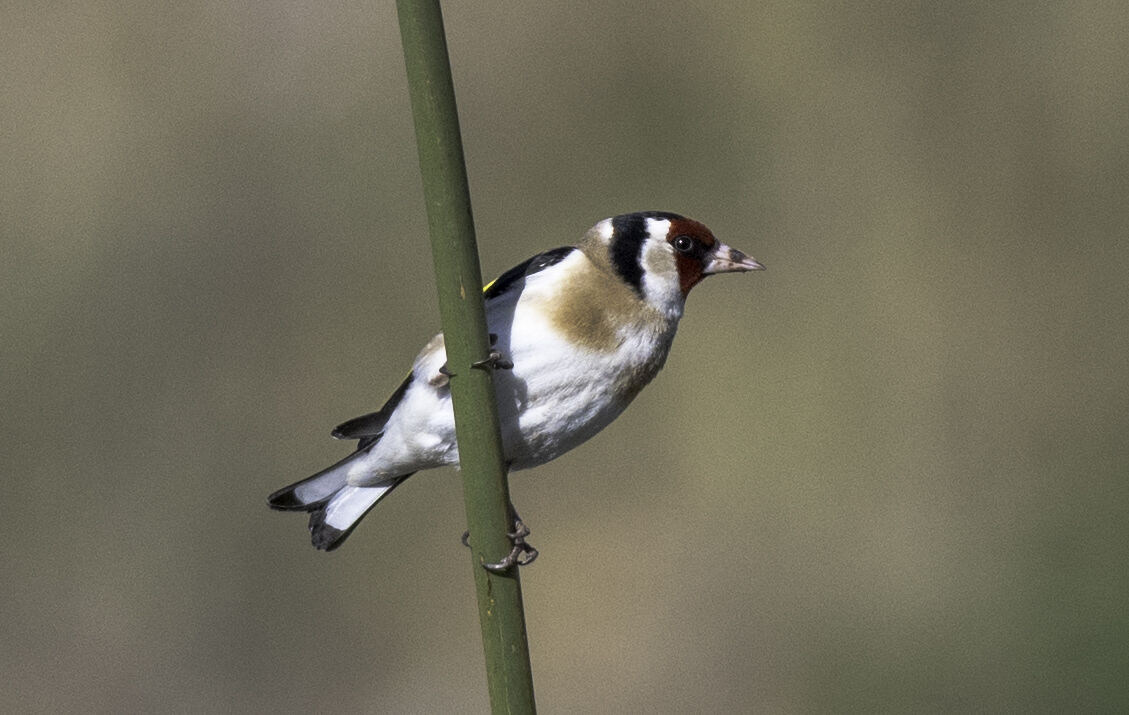 Cardellino (Desembocadura del Guadalfeo-Andalucia)