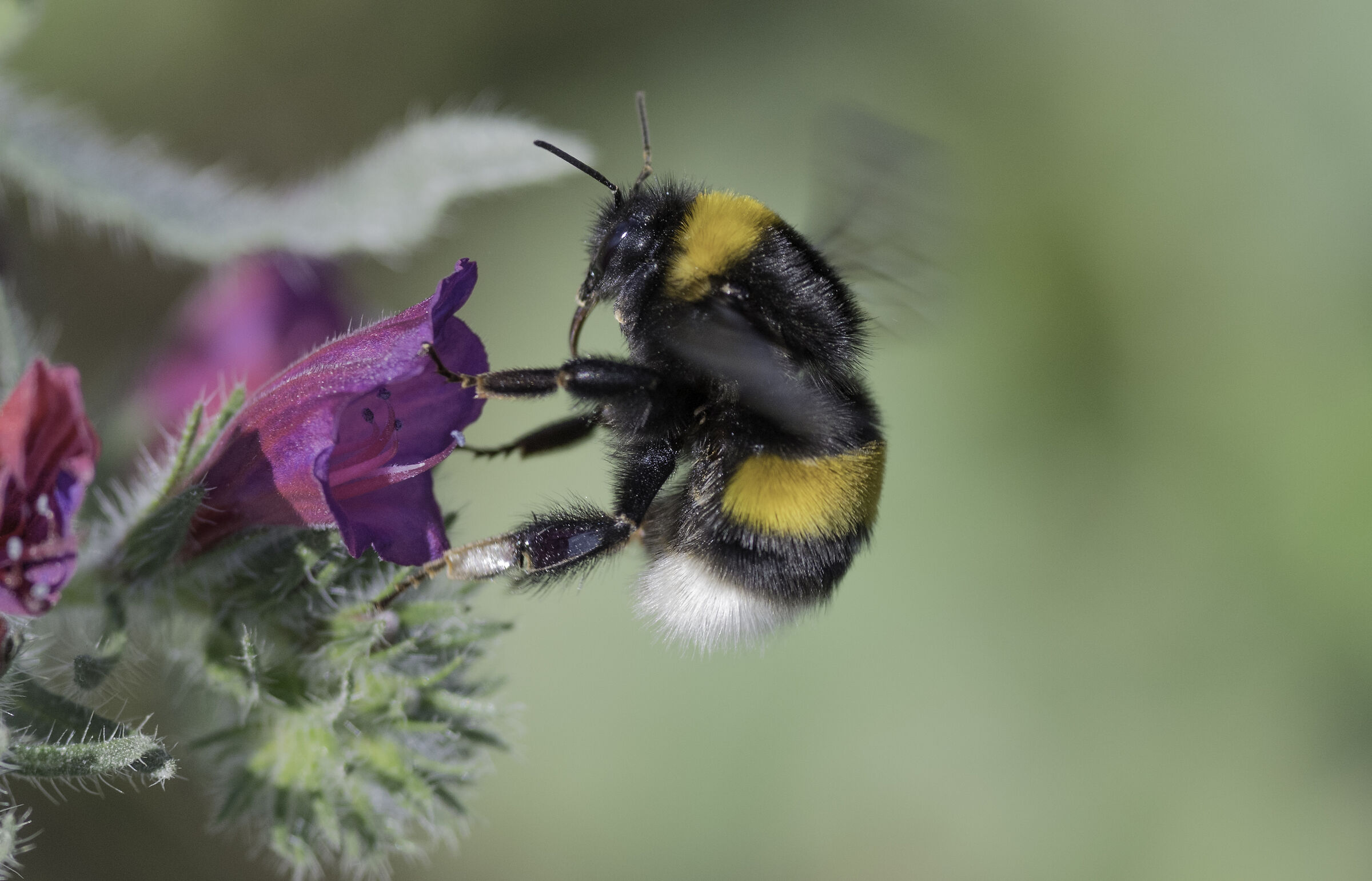 Bombo su fiore -Andalucia