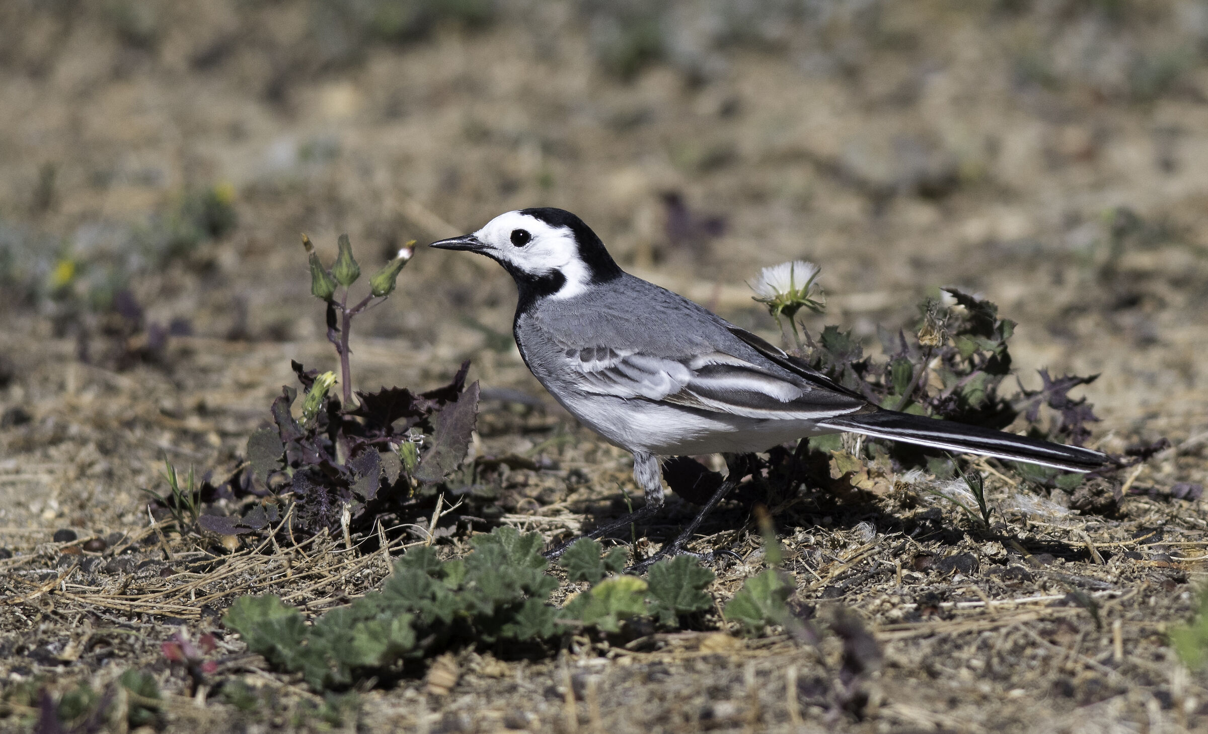 Ballerina bianca (Andalucia)