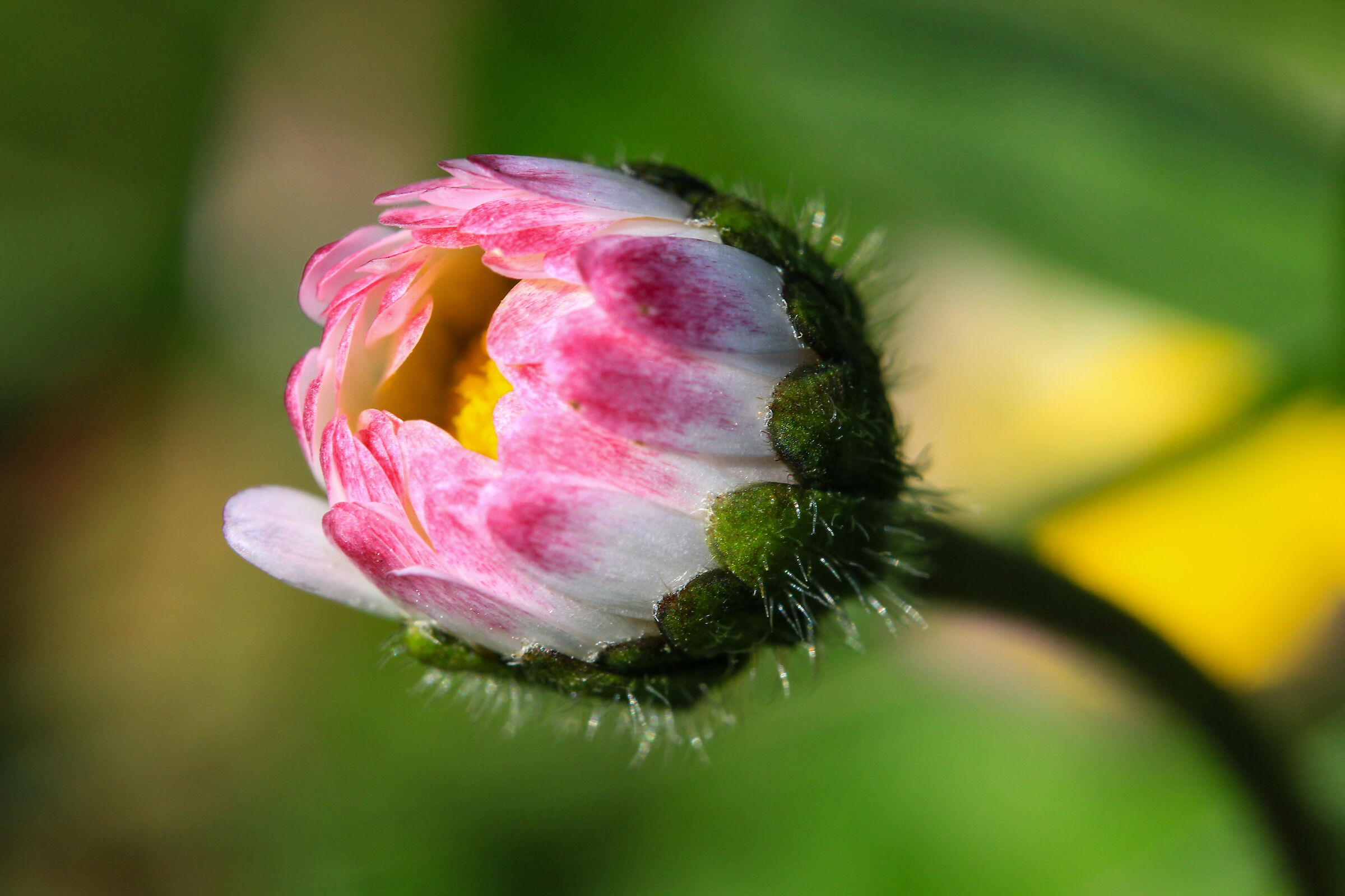 Field Flowers