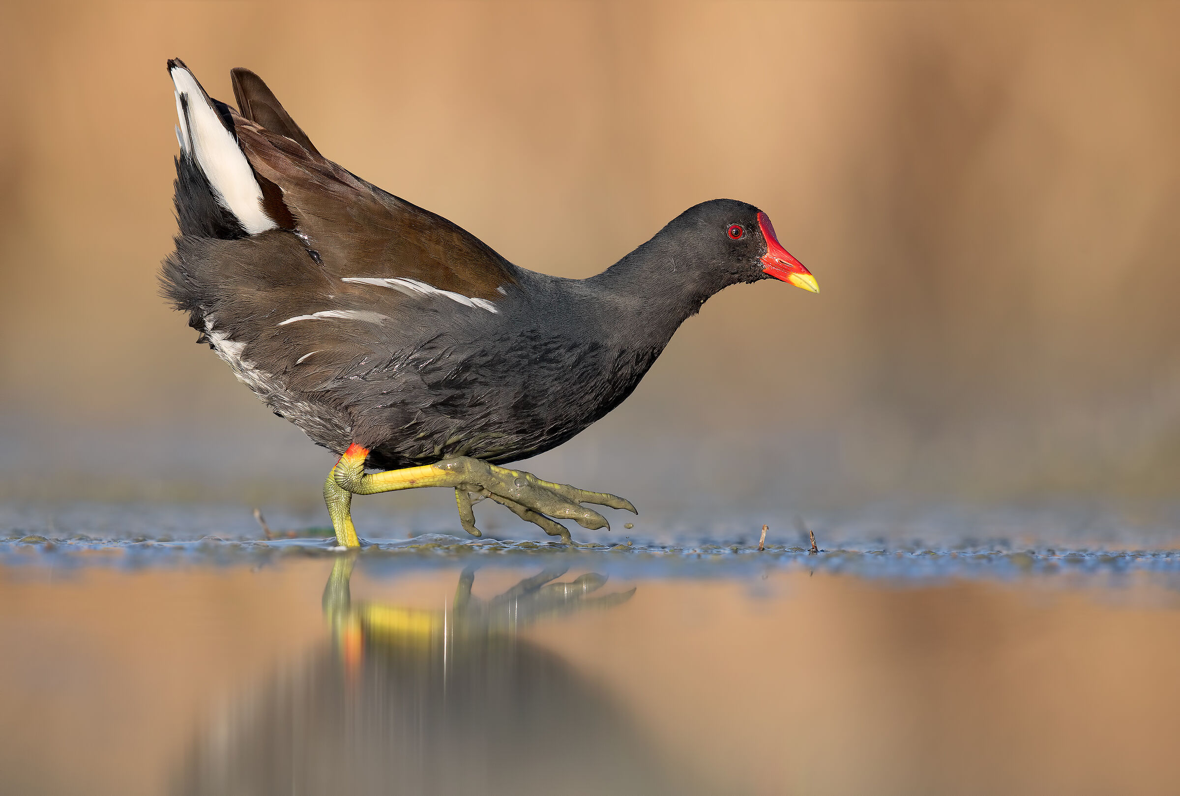 Gallinule