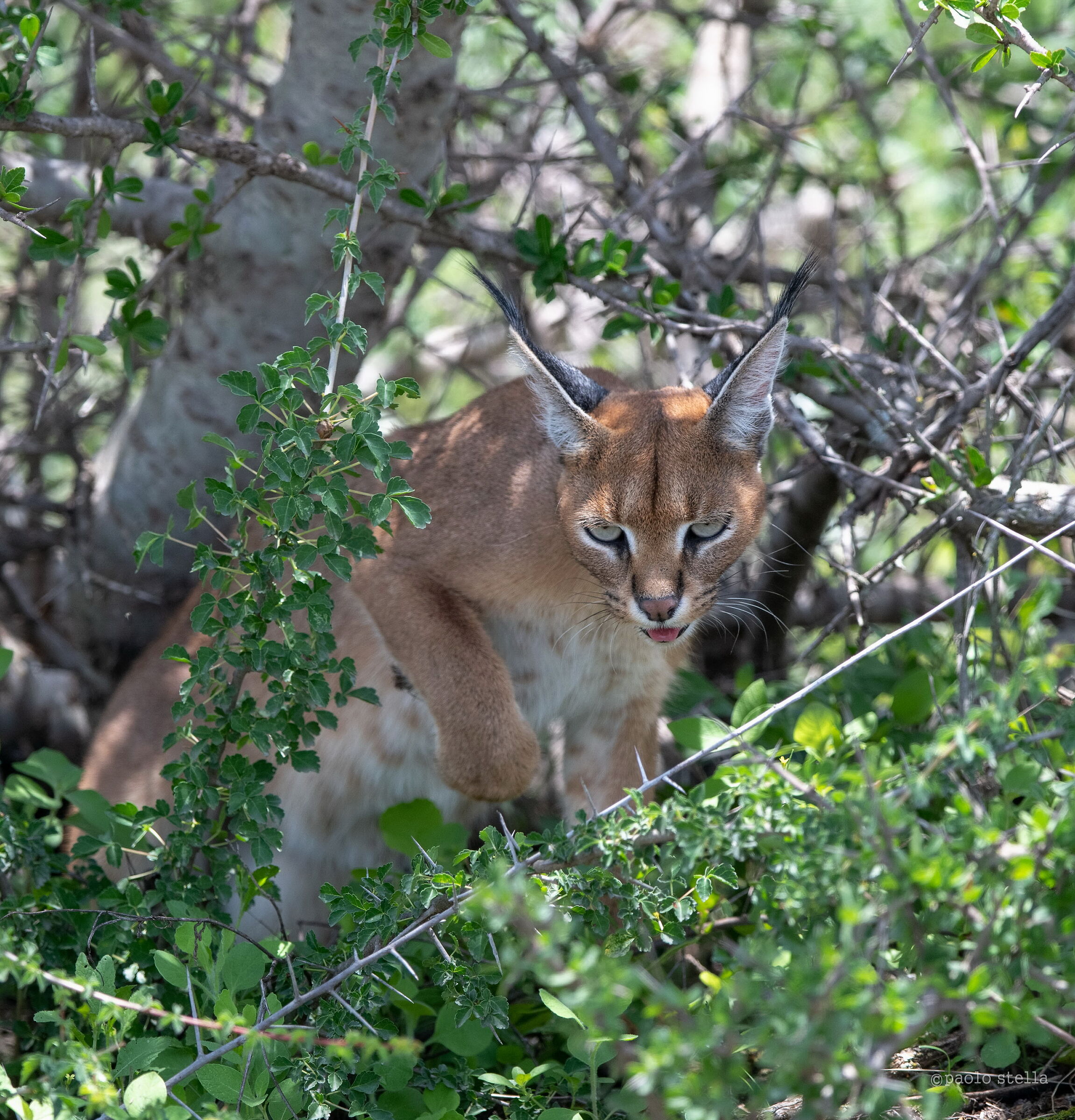 Caracal in the bush