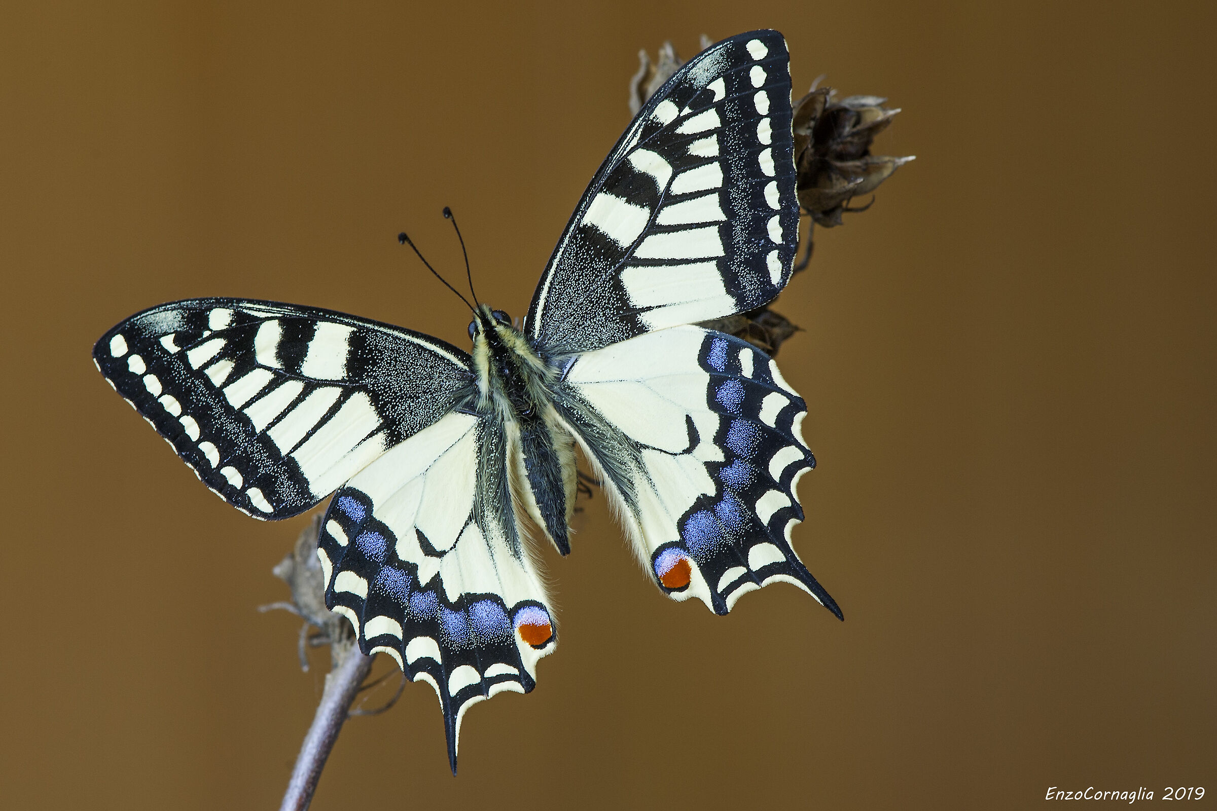 Papilio machaon