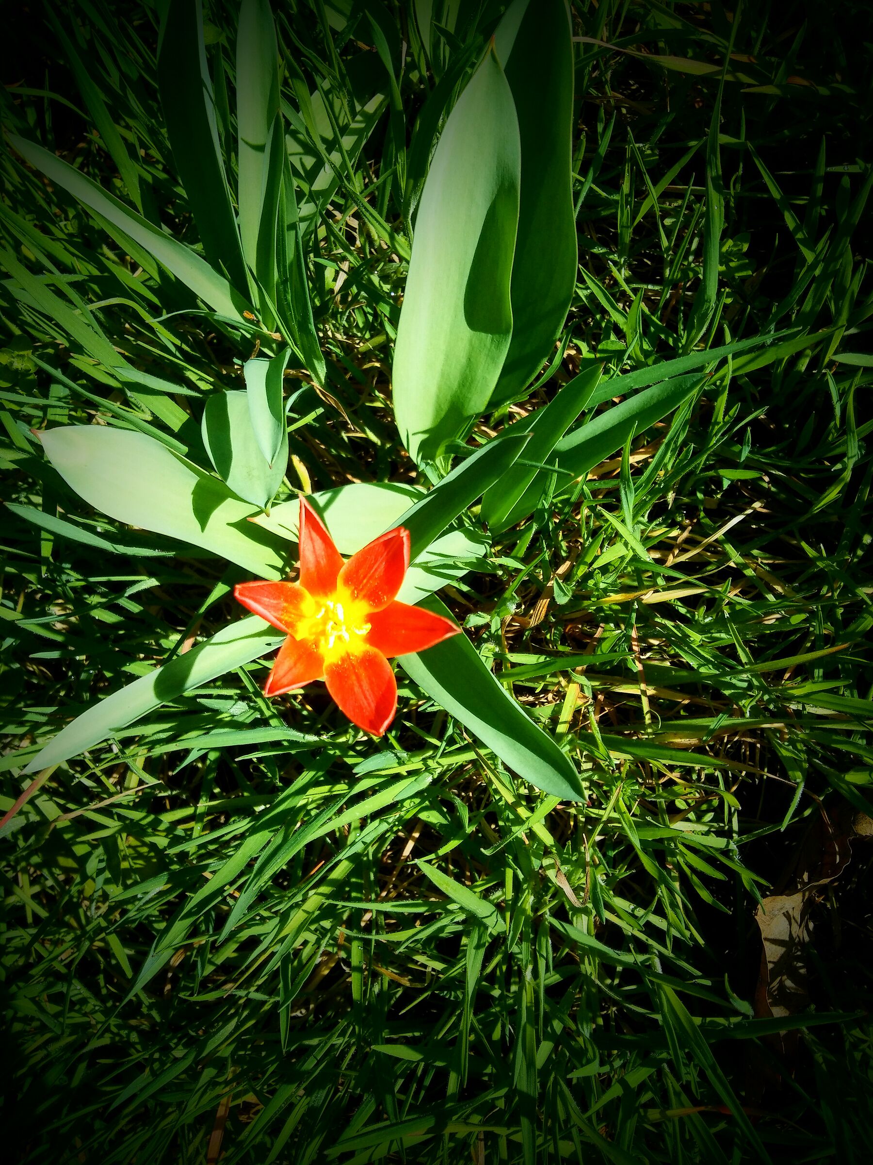 Finalmente la primavera