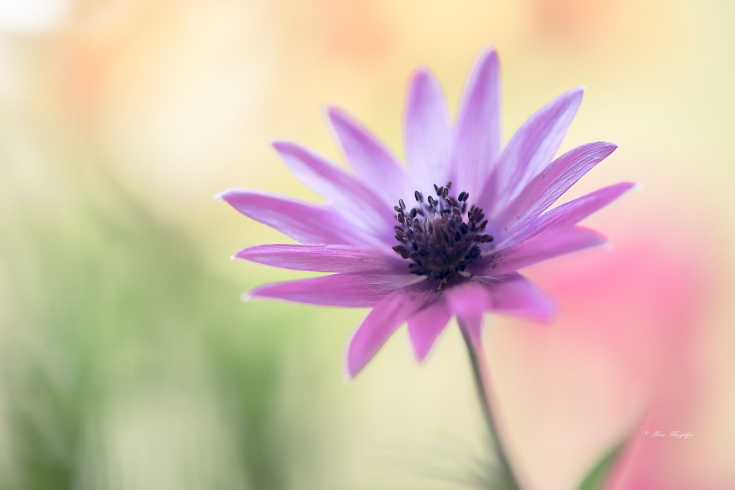 Il Fiore del Vento