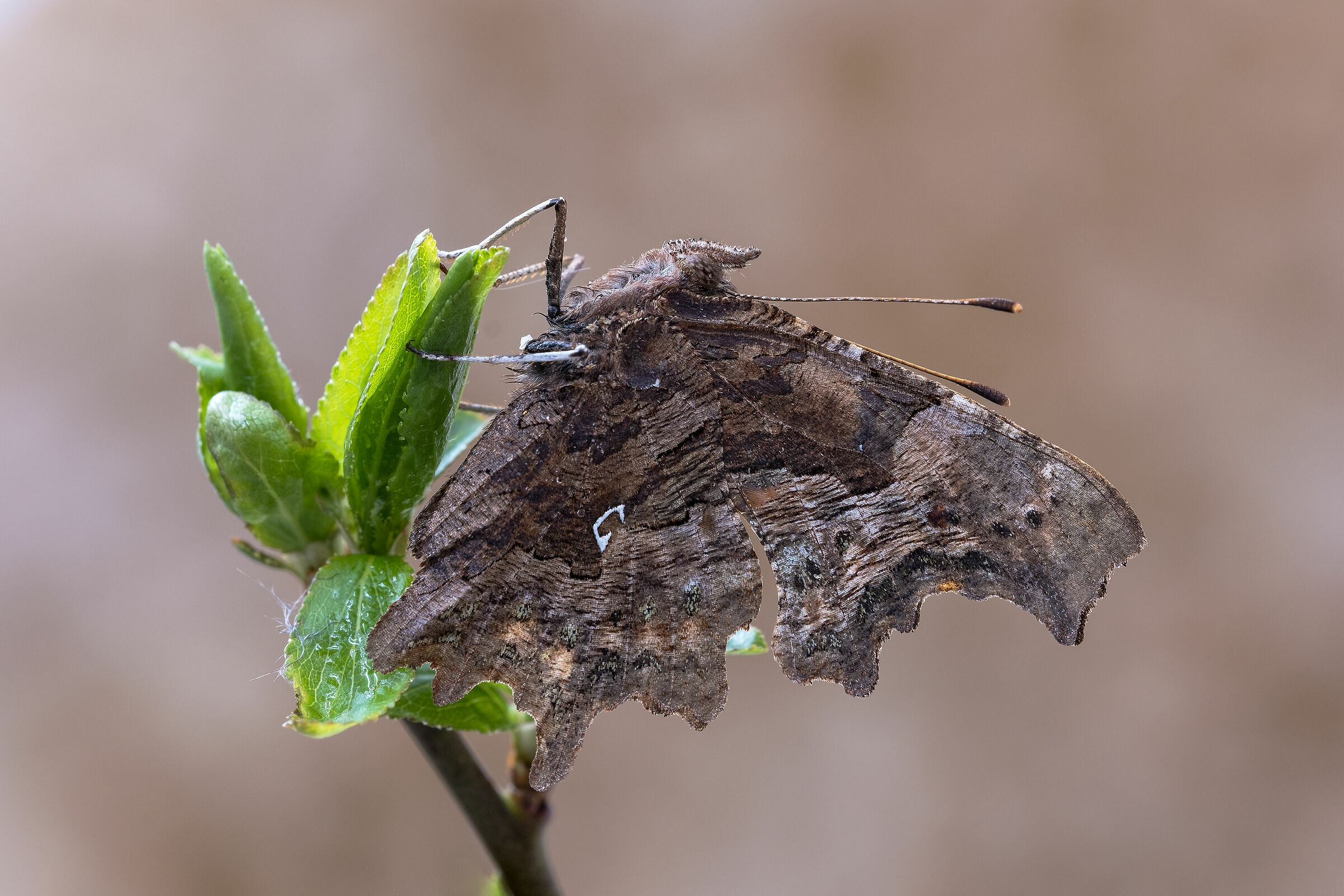 Polygonia egea