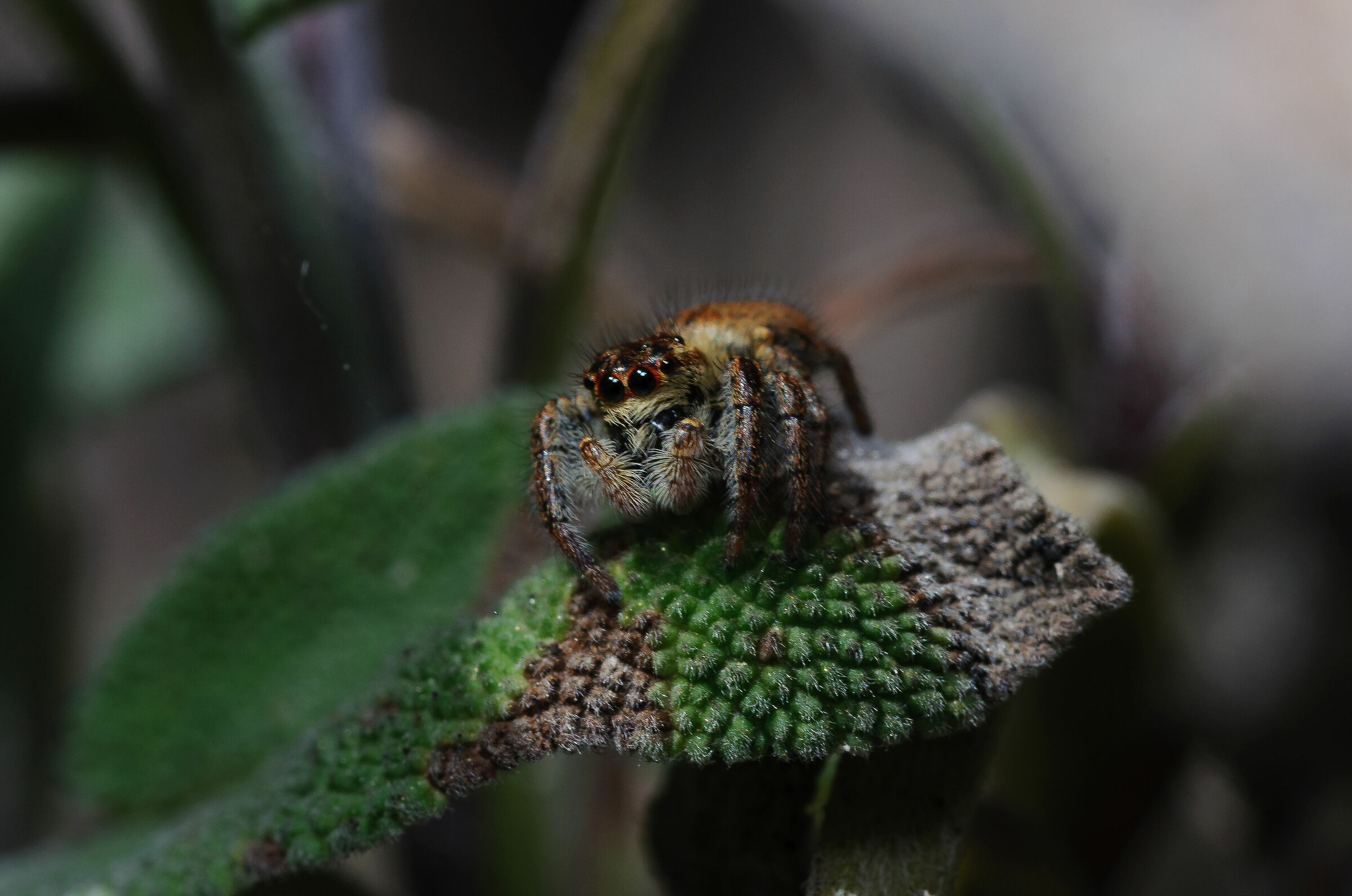 Philaeus Chrysops (femmina) - 1