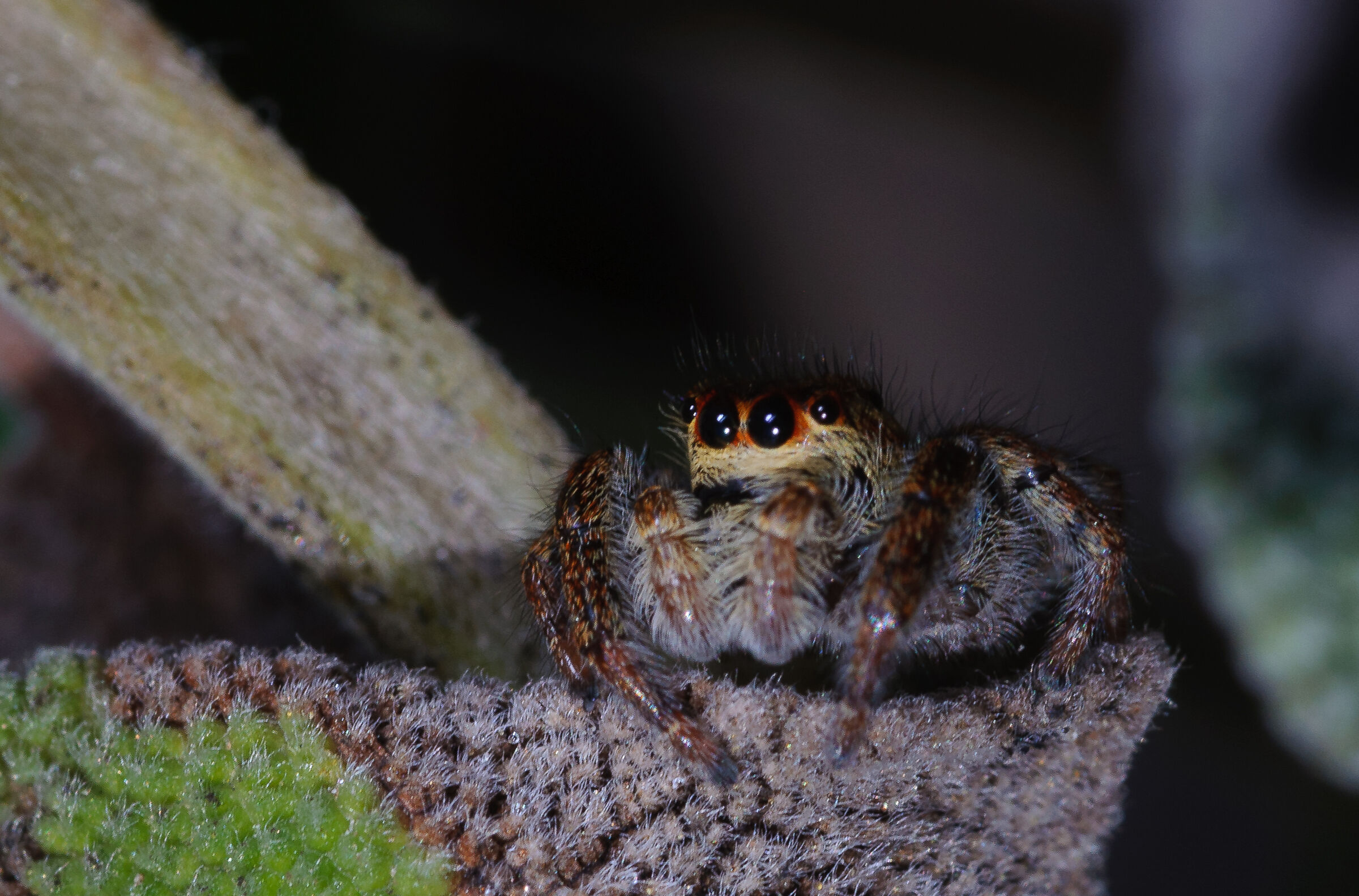 Philaeus Chrysops (femmina) - 2
