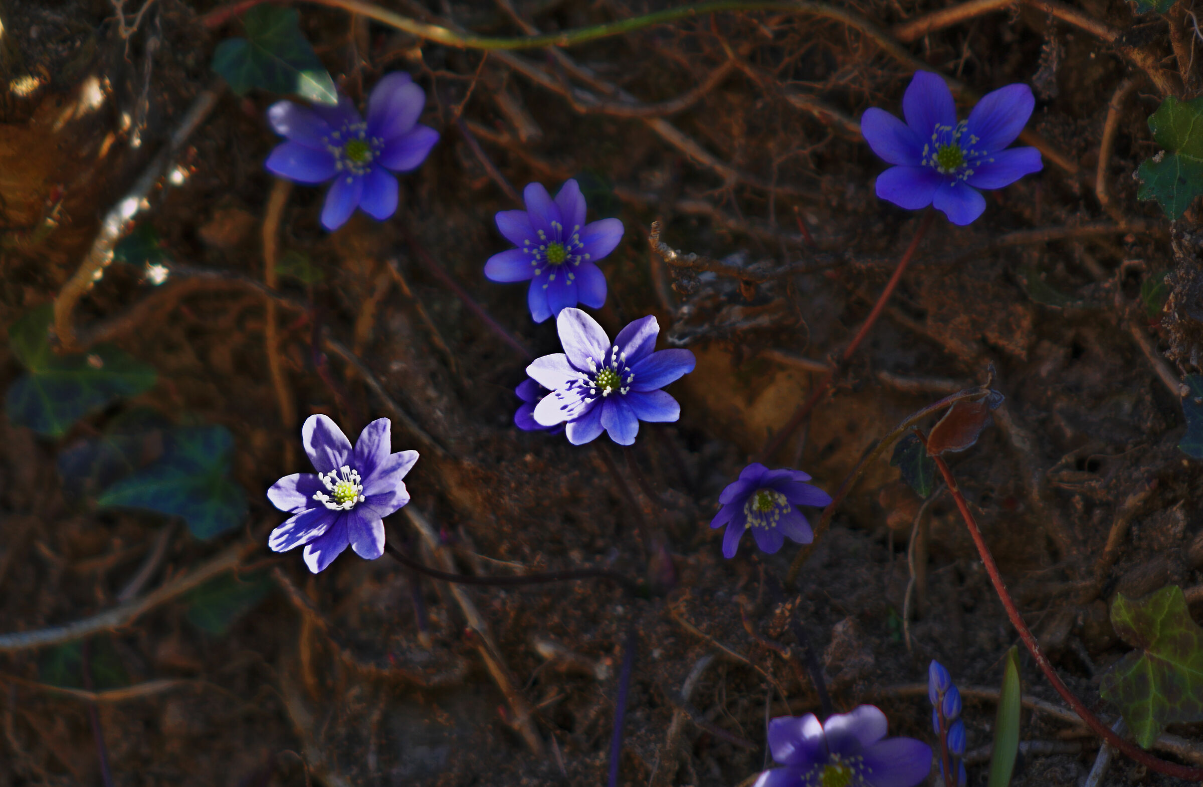 Hepatica nobilis