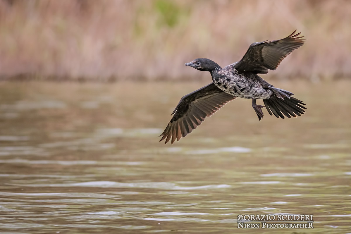 Phalacrocorax pygmeus