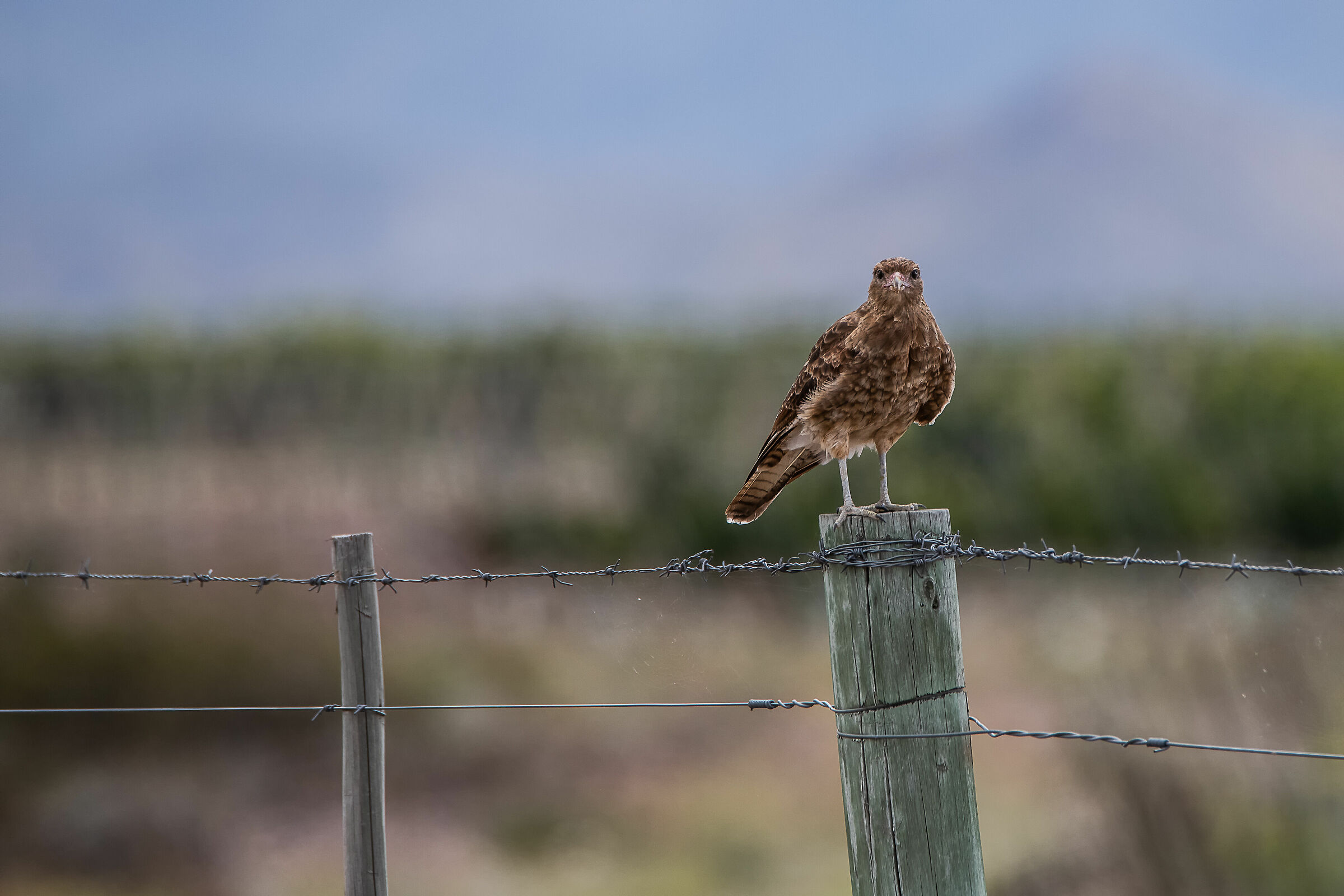 To you for you (Aguilucho Comm-Geranoaetus Polyosoma)