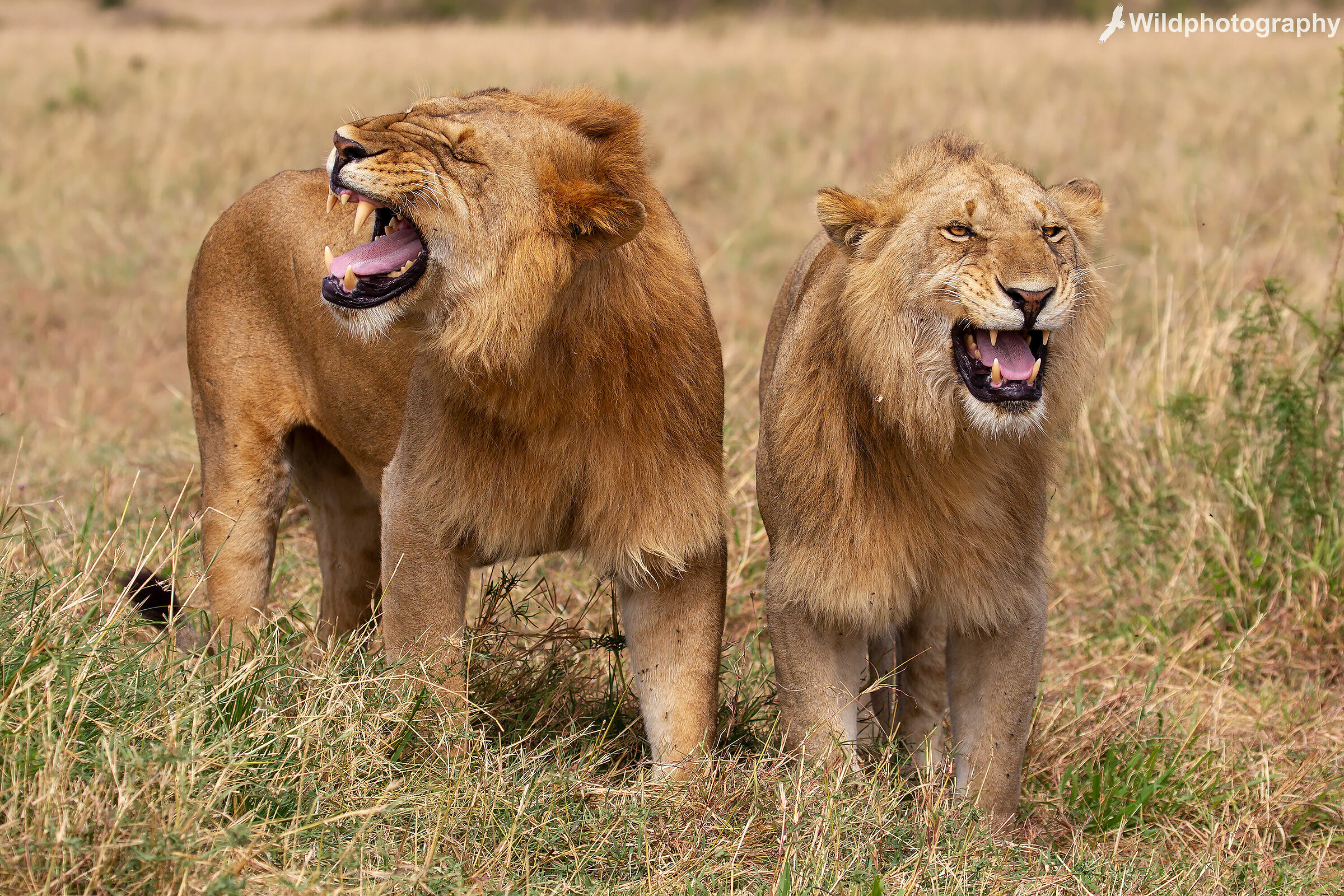 Grimaces in the Savannah