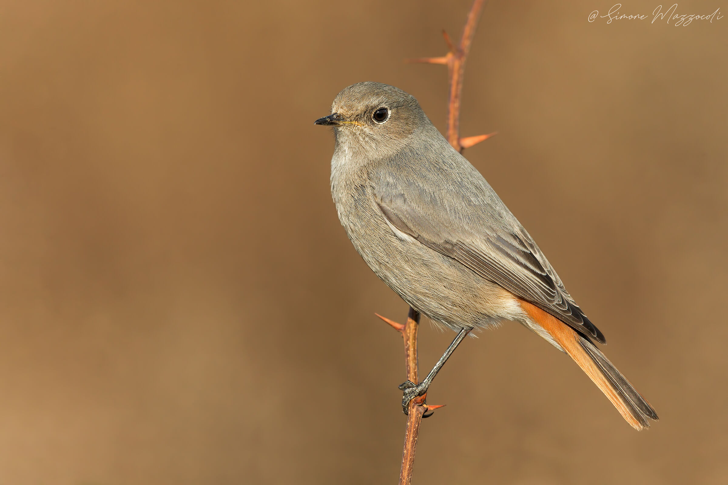 Red-Chimney sweep F.