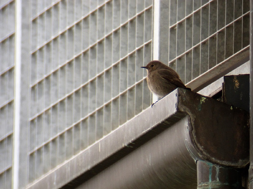 If there is one.... There's the other one!!