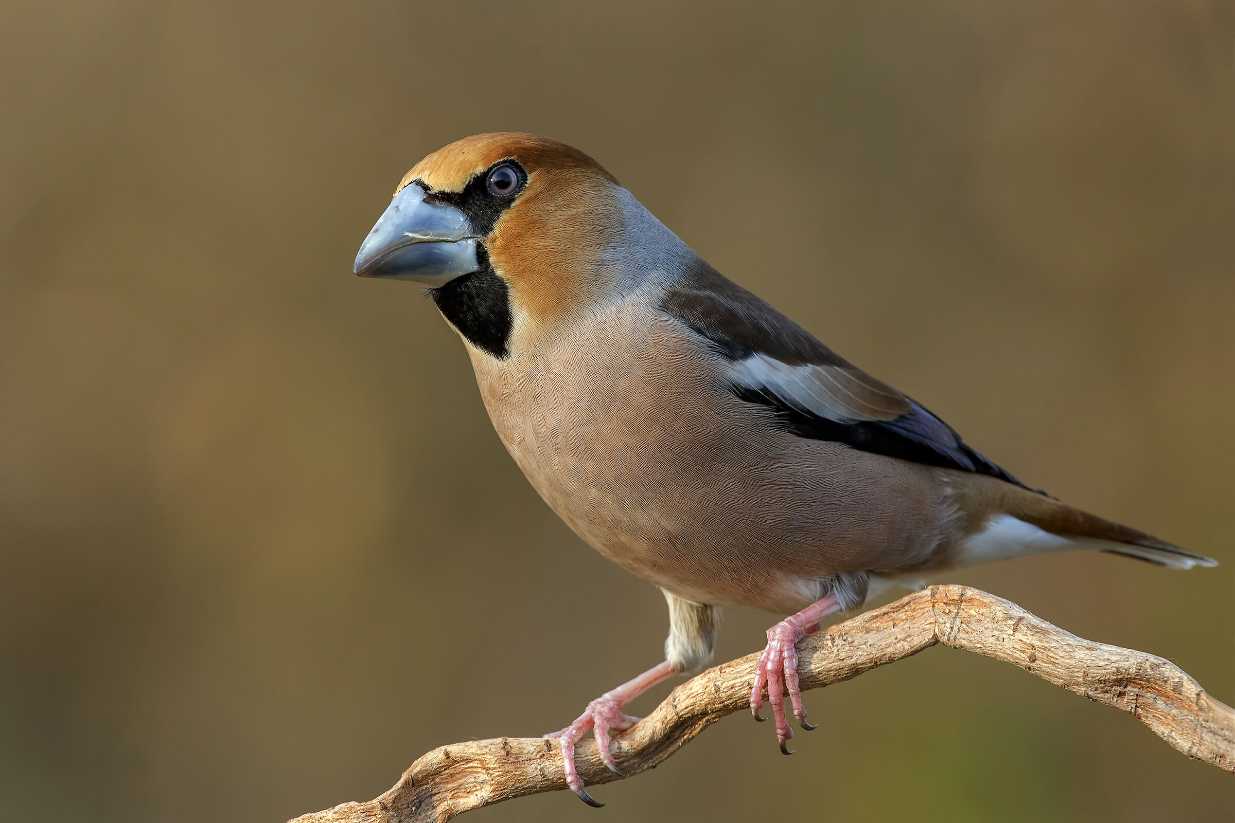 Hawfinch