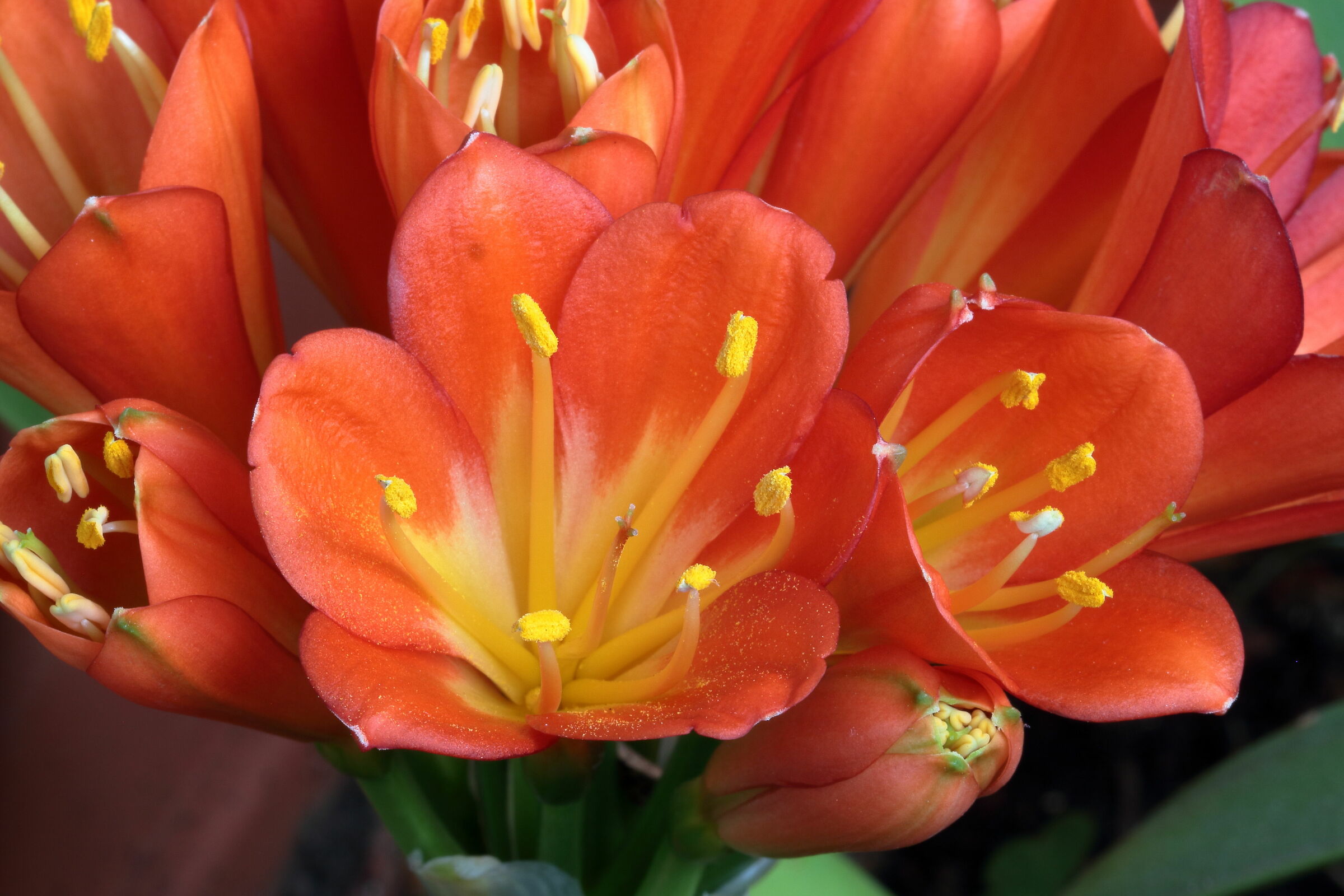 clivia 2