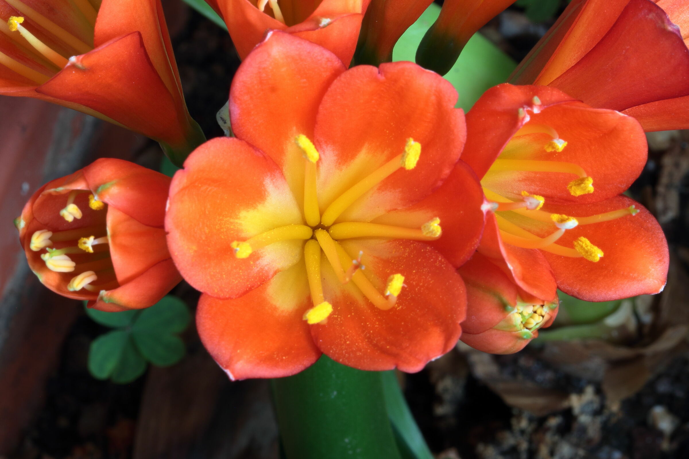 clivia 3