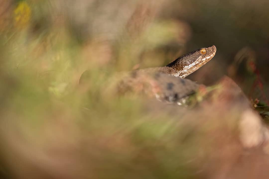 Vipera Aspis Francisciredi