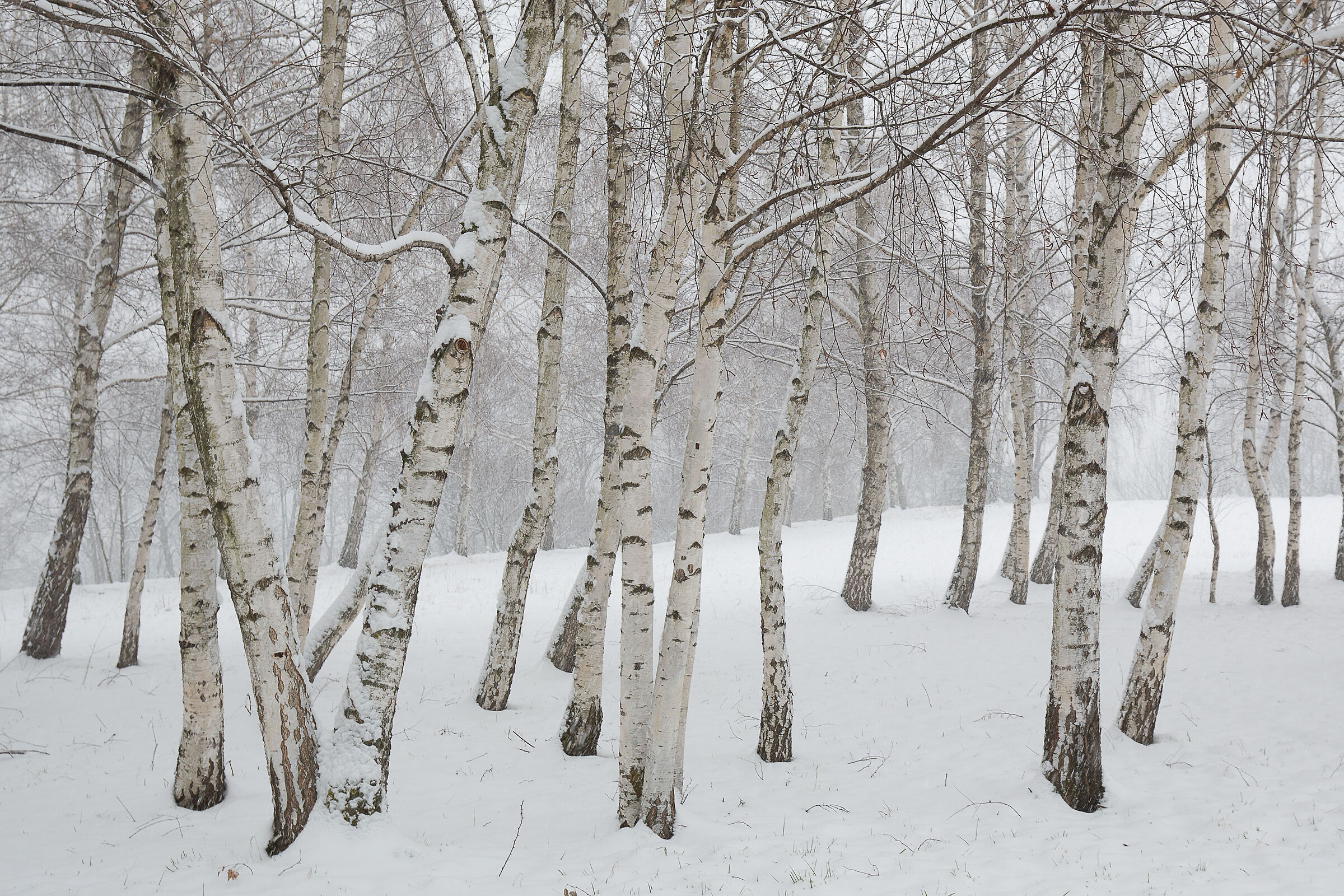 Lei Lui, e gli altri?