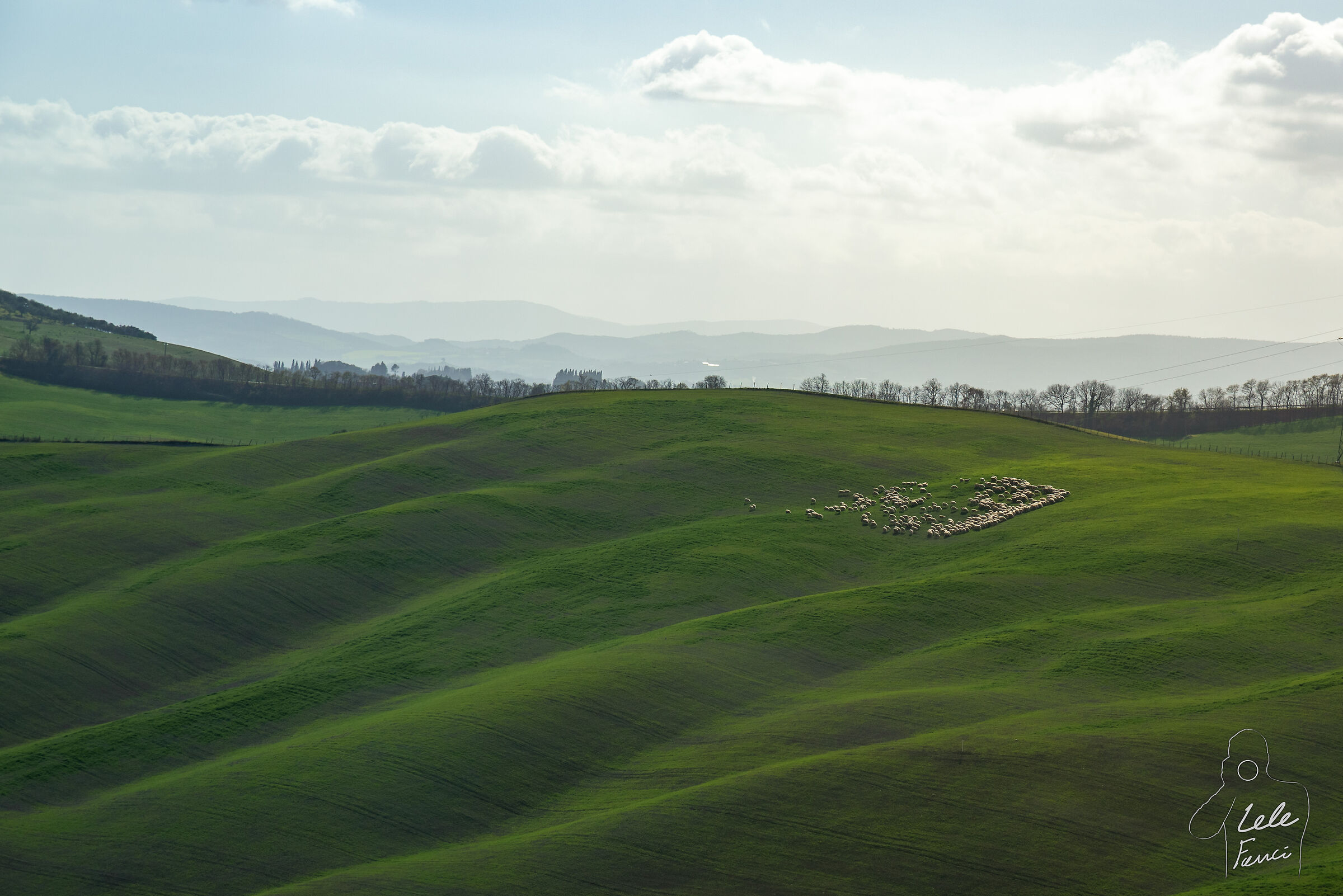 A flock in the waves