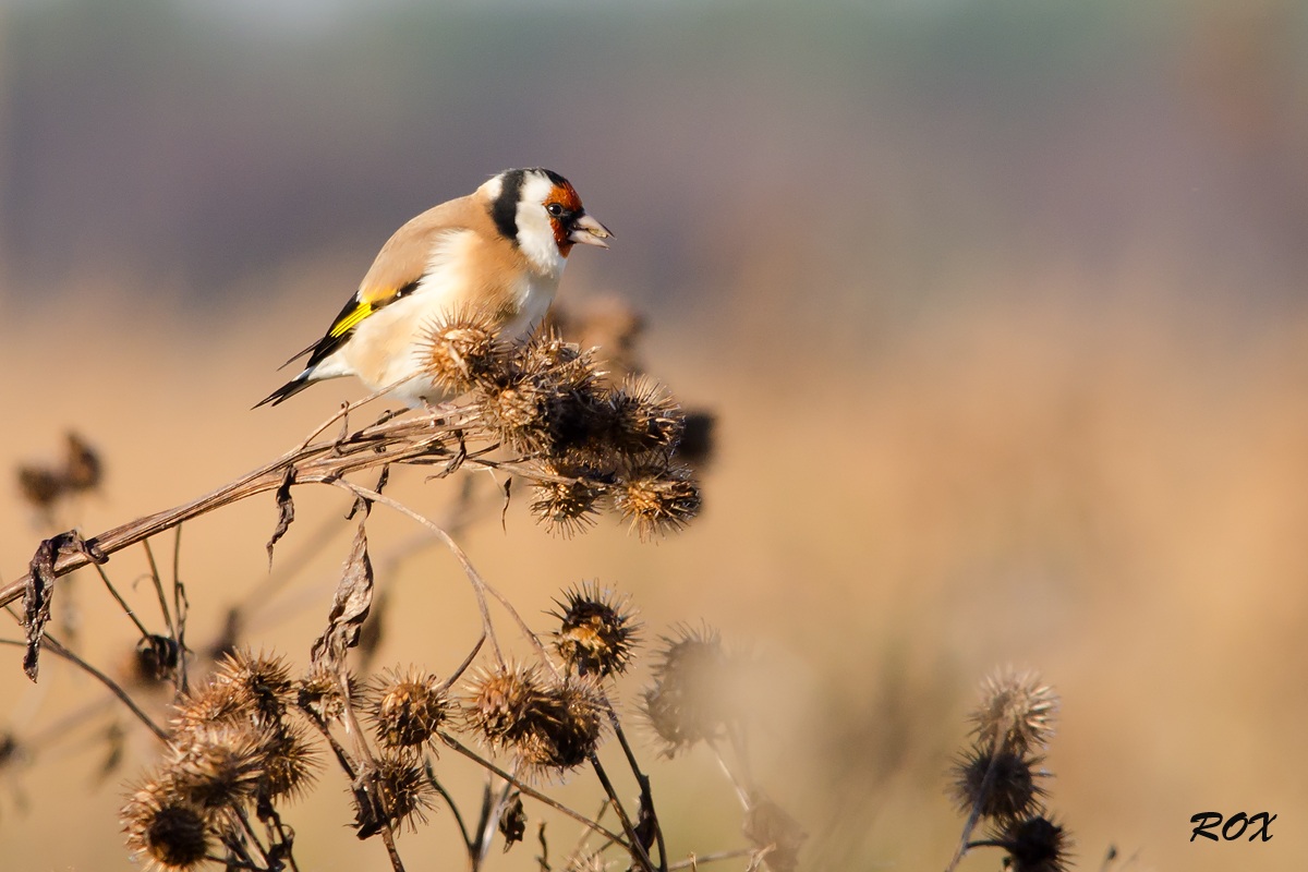 Deliziosa prima colazione
