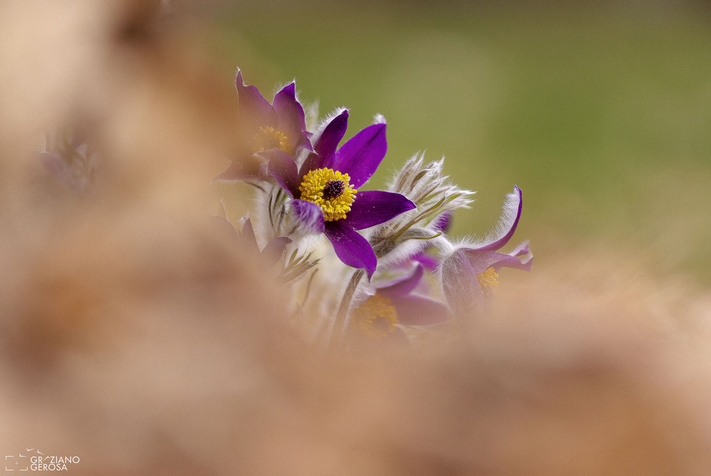 Pulsatilla