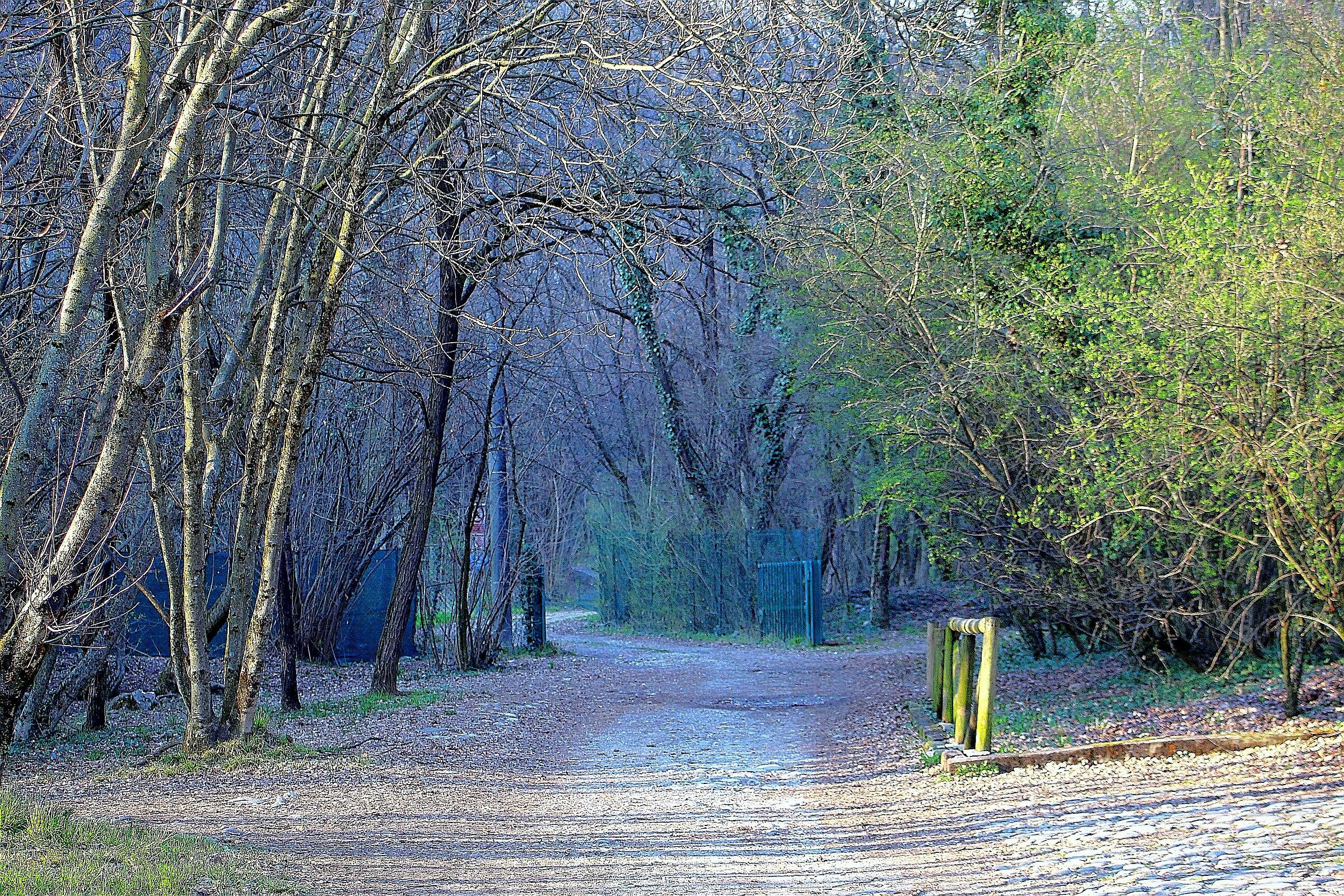 Entrance Forest Enchanted