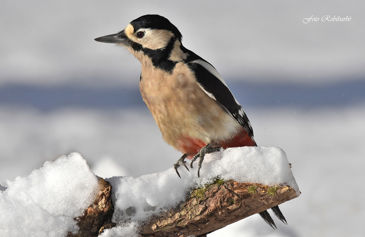 Big Red Woodpeckers....