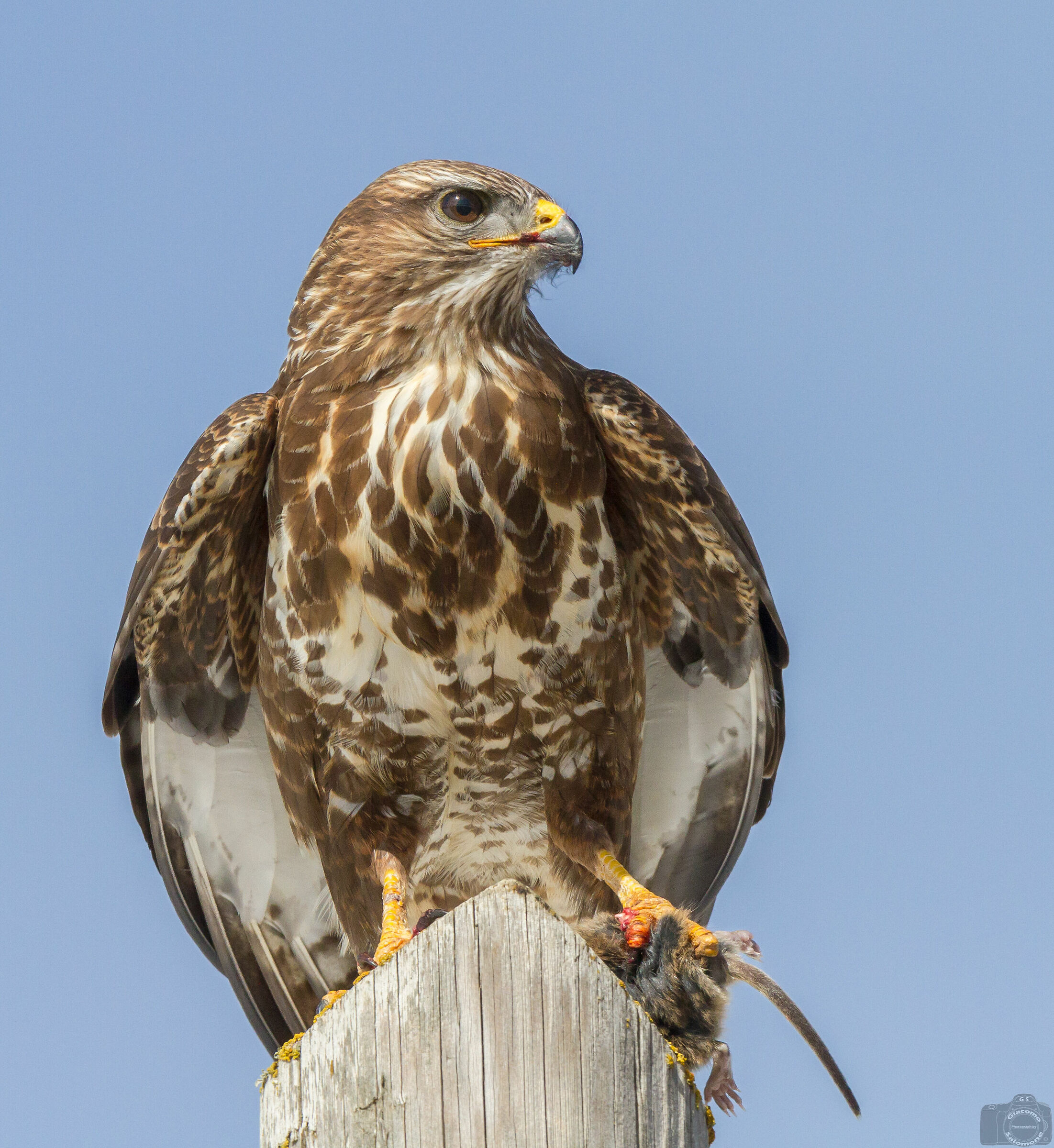 Buzzard with Mouse
