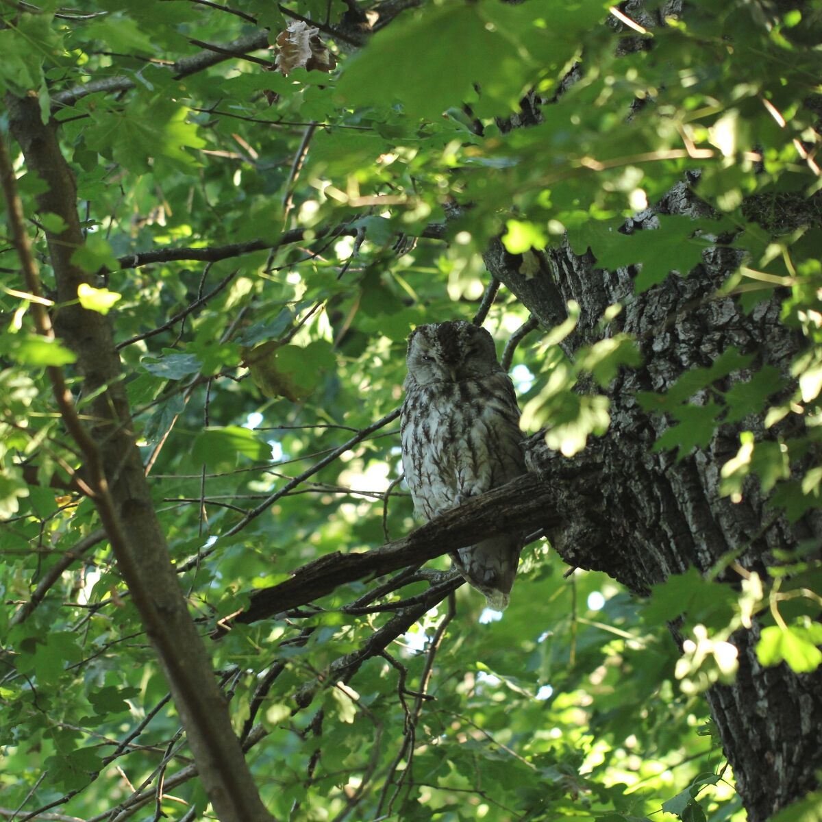 Meeting in the Woods