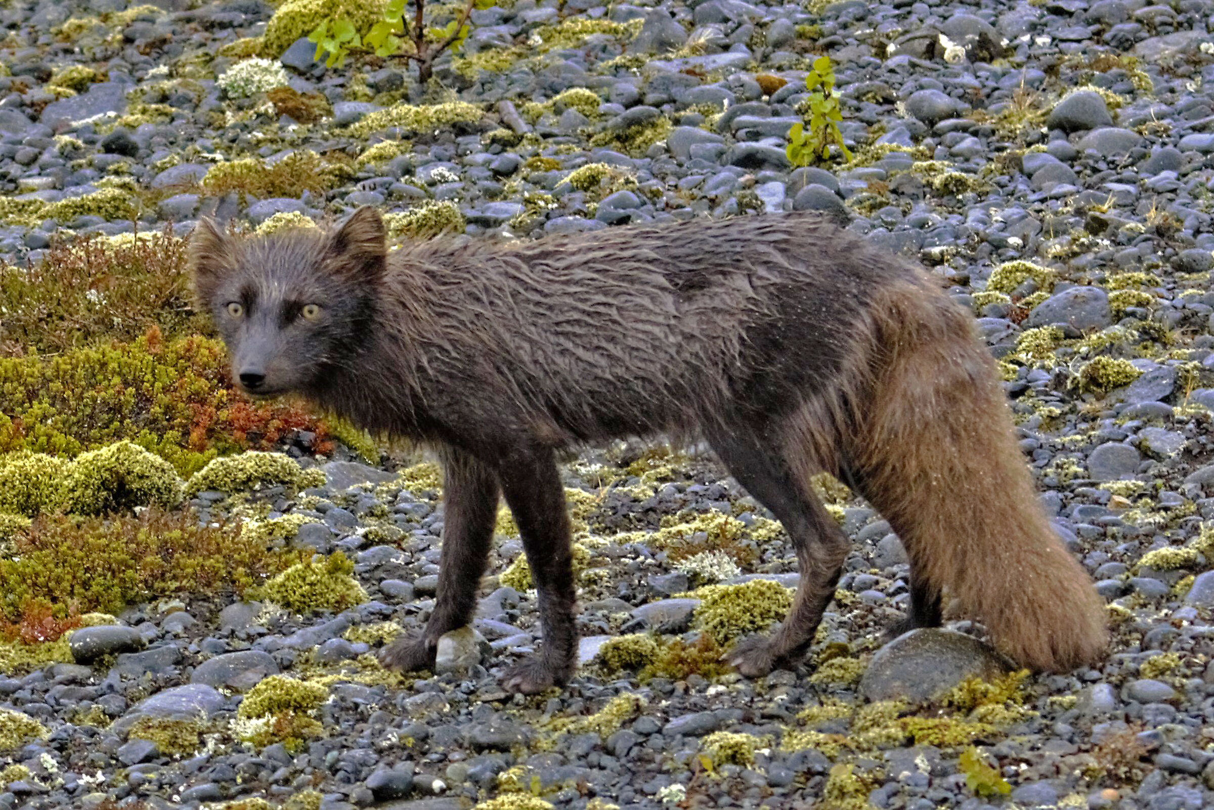 Arctic Fox Iceland