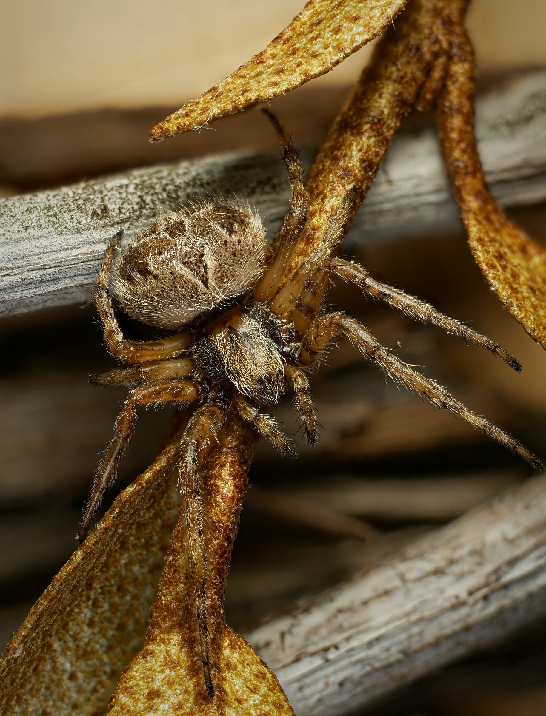 Araneidae > Araneinae > Agalenatea redii?