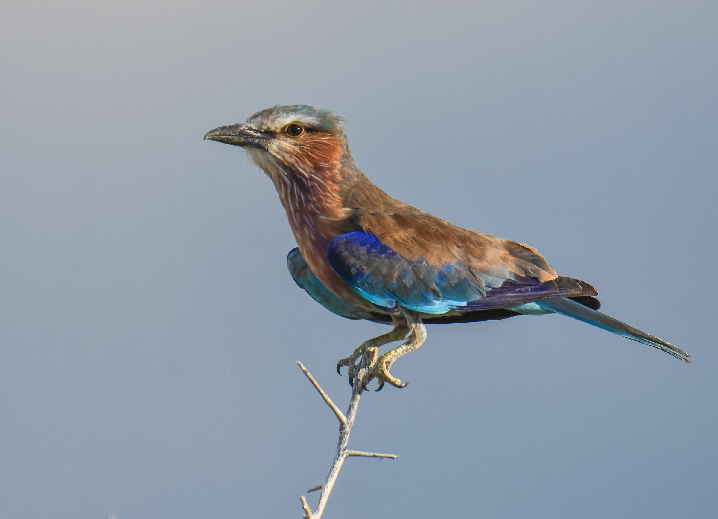 La ghiandaia marina pettolilla