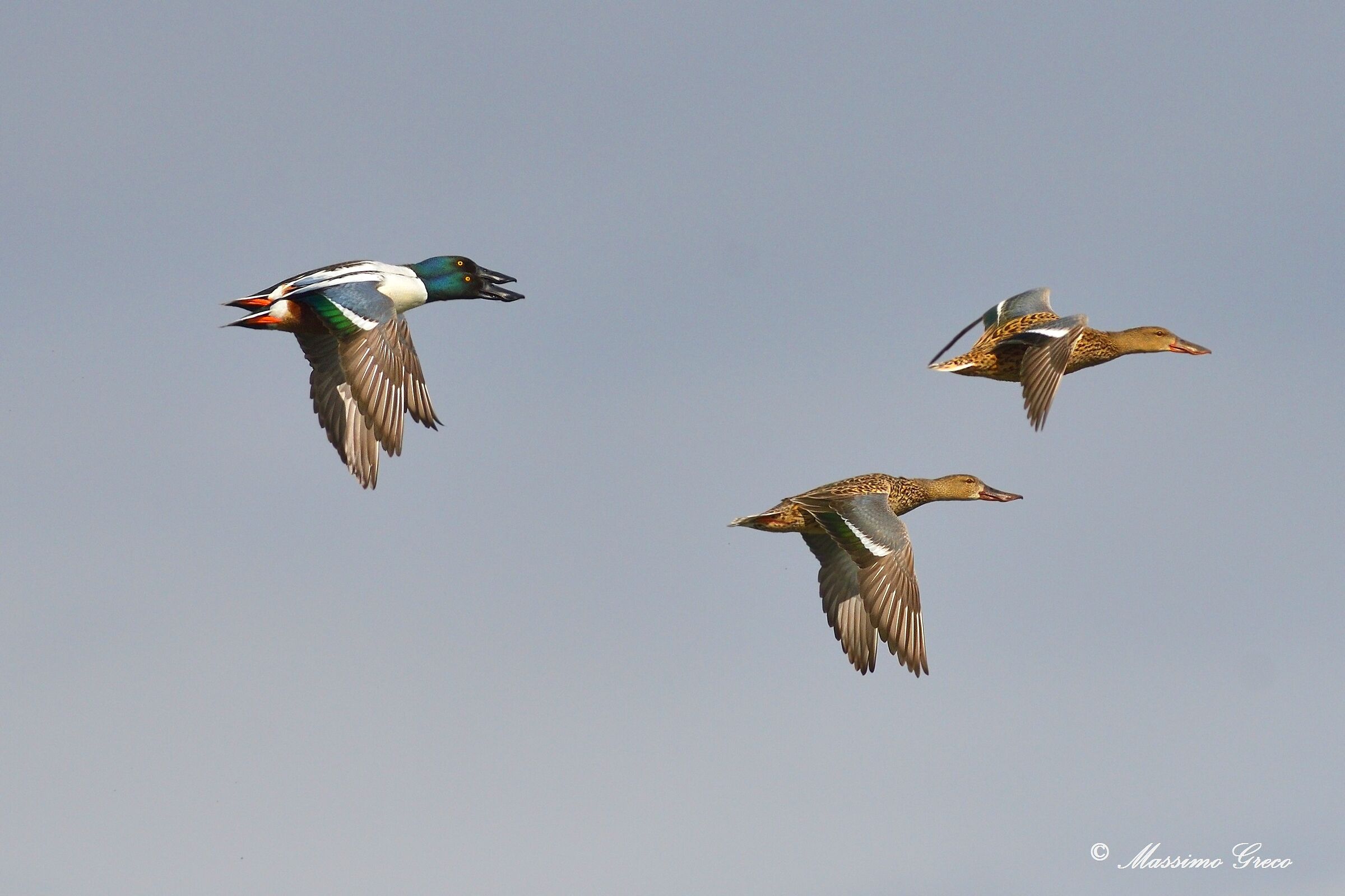 Mestoloni (Anas clypeata)