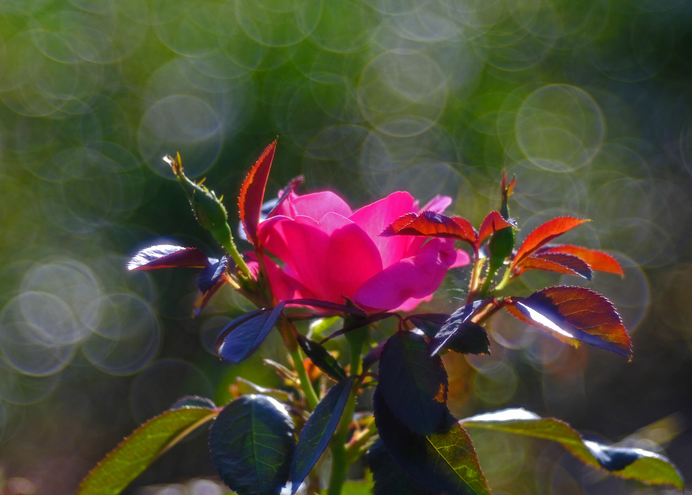 Magicamente Trioplan 2