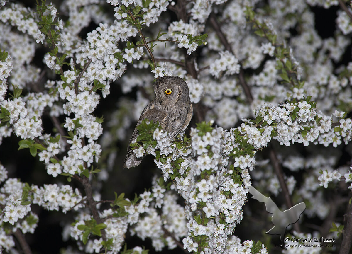 Inizio di stagione 2019 _Assiolo_