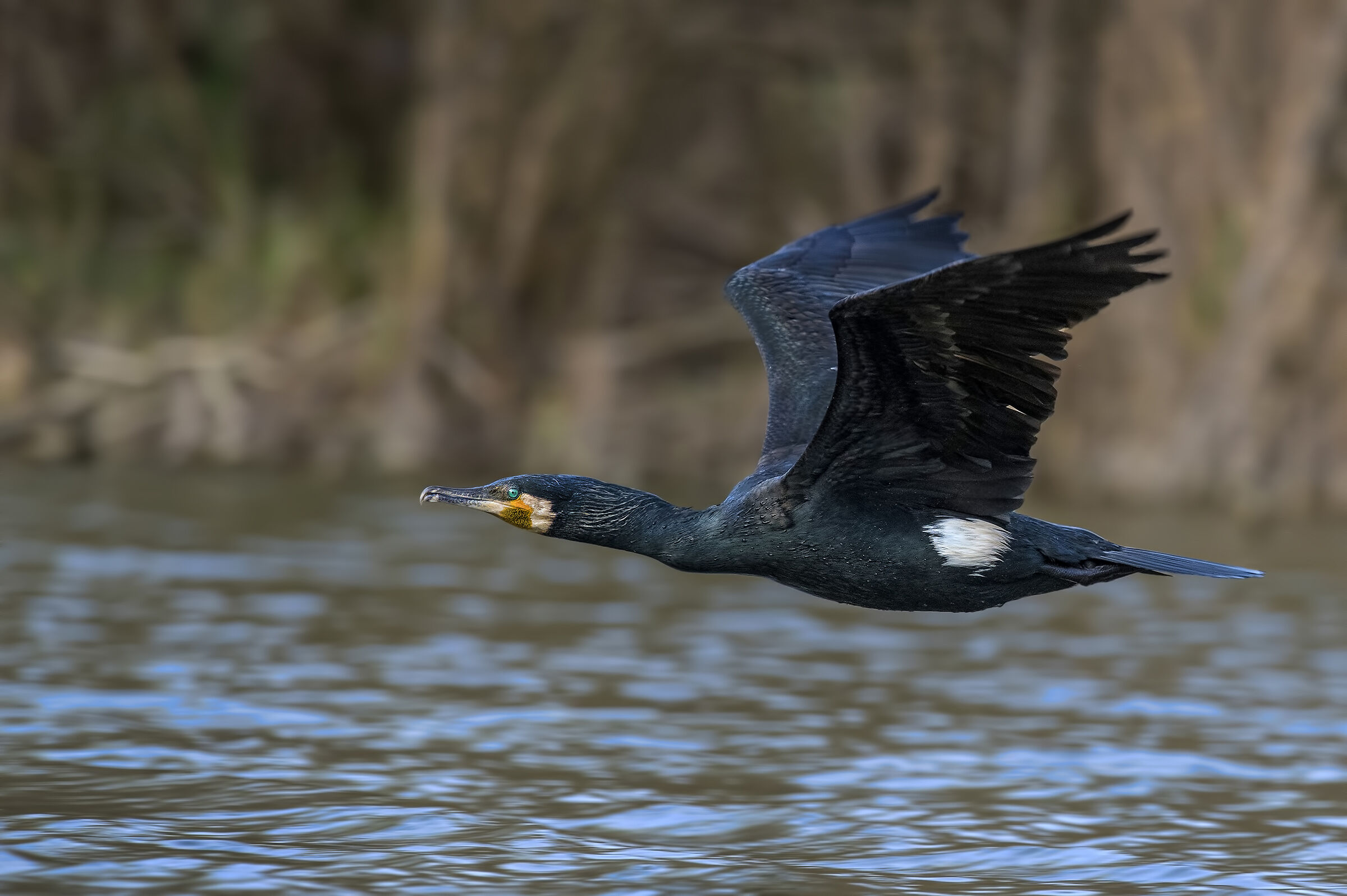 cormorano