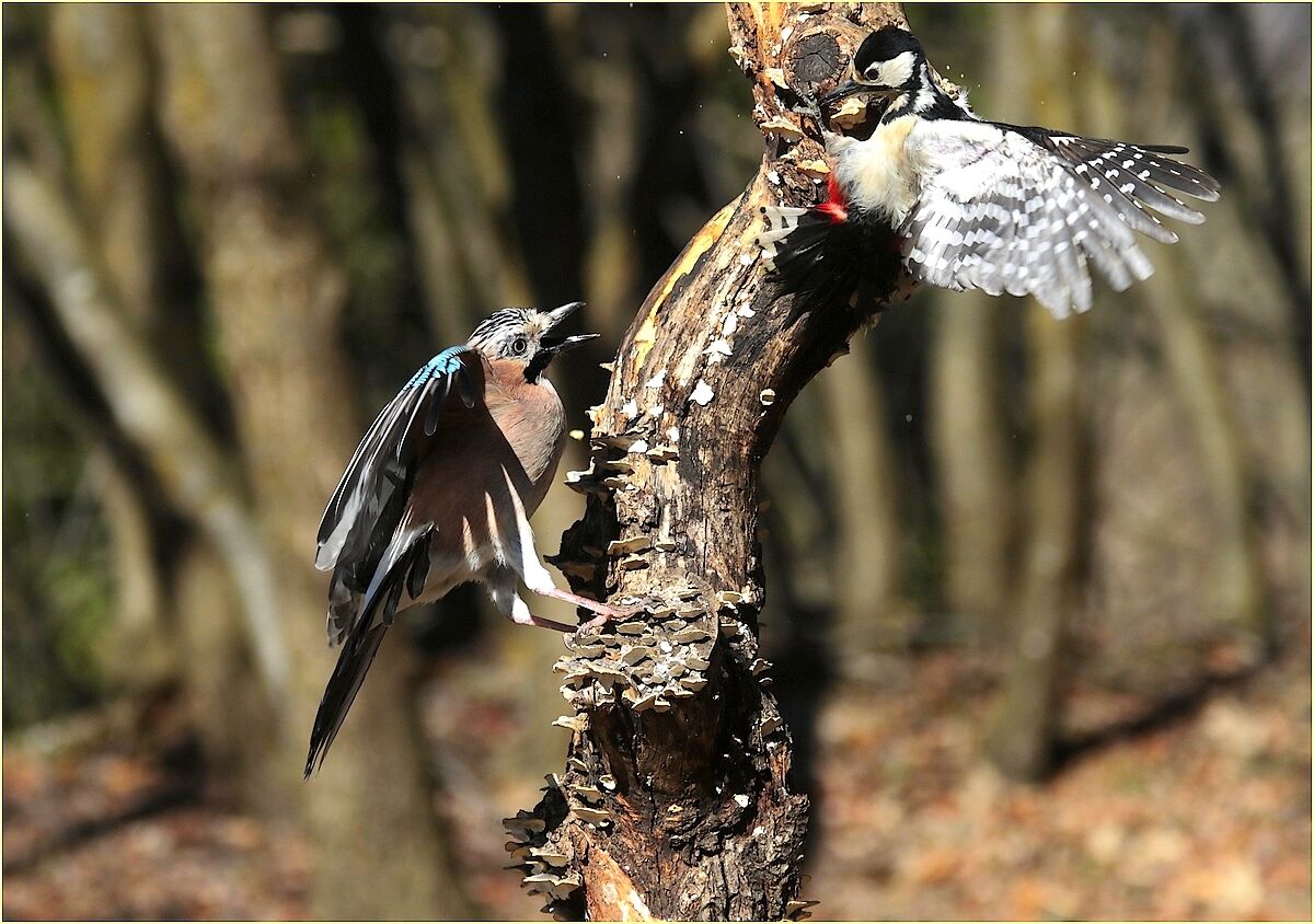 , the Jay and the Big Red Woodpeckers,