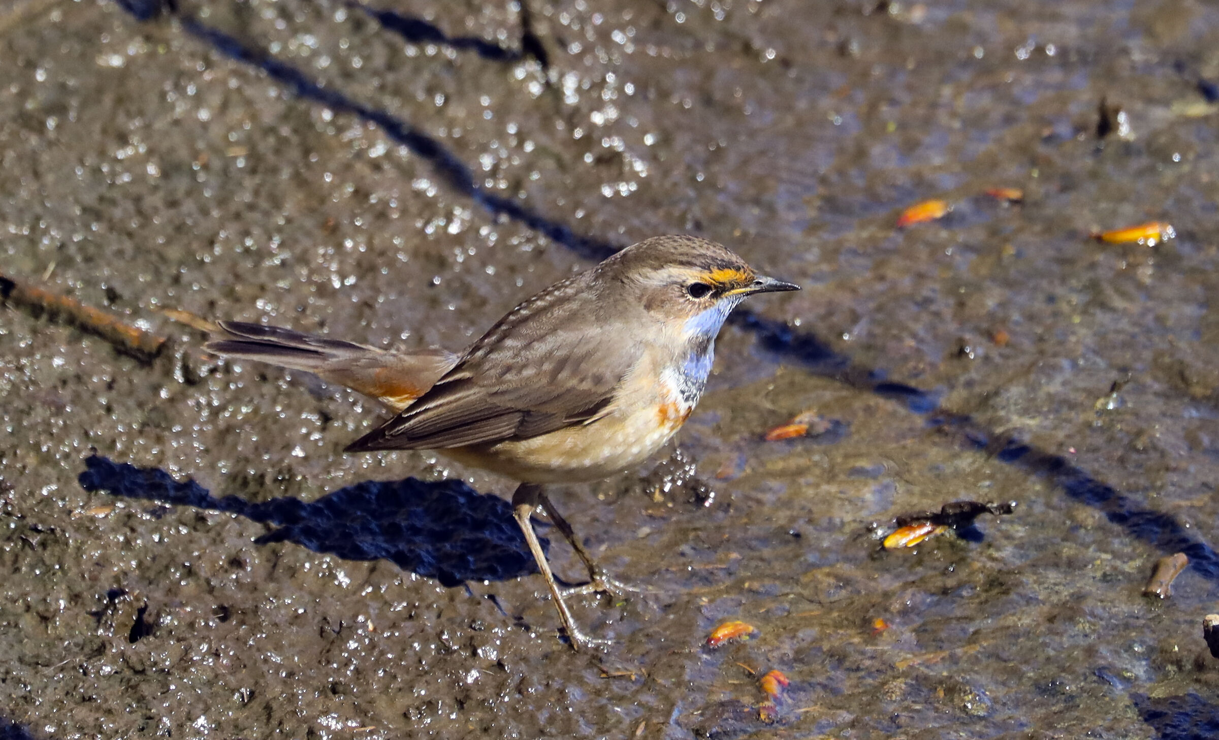 Bluethroat